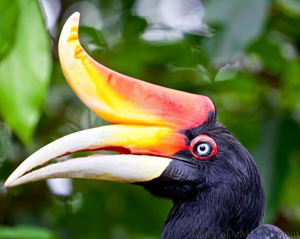 Rhinoceros Hornbill Wallpapers