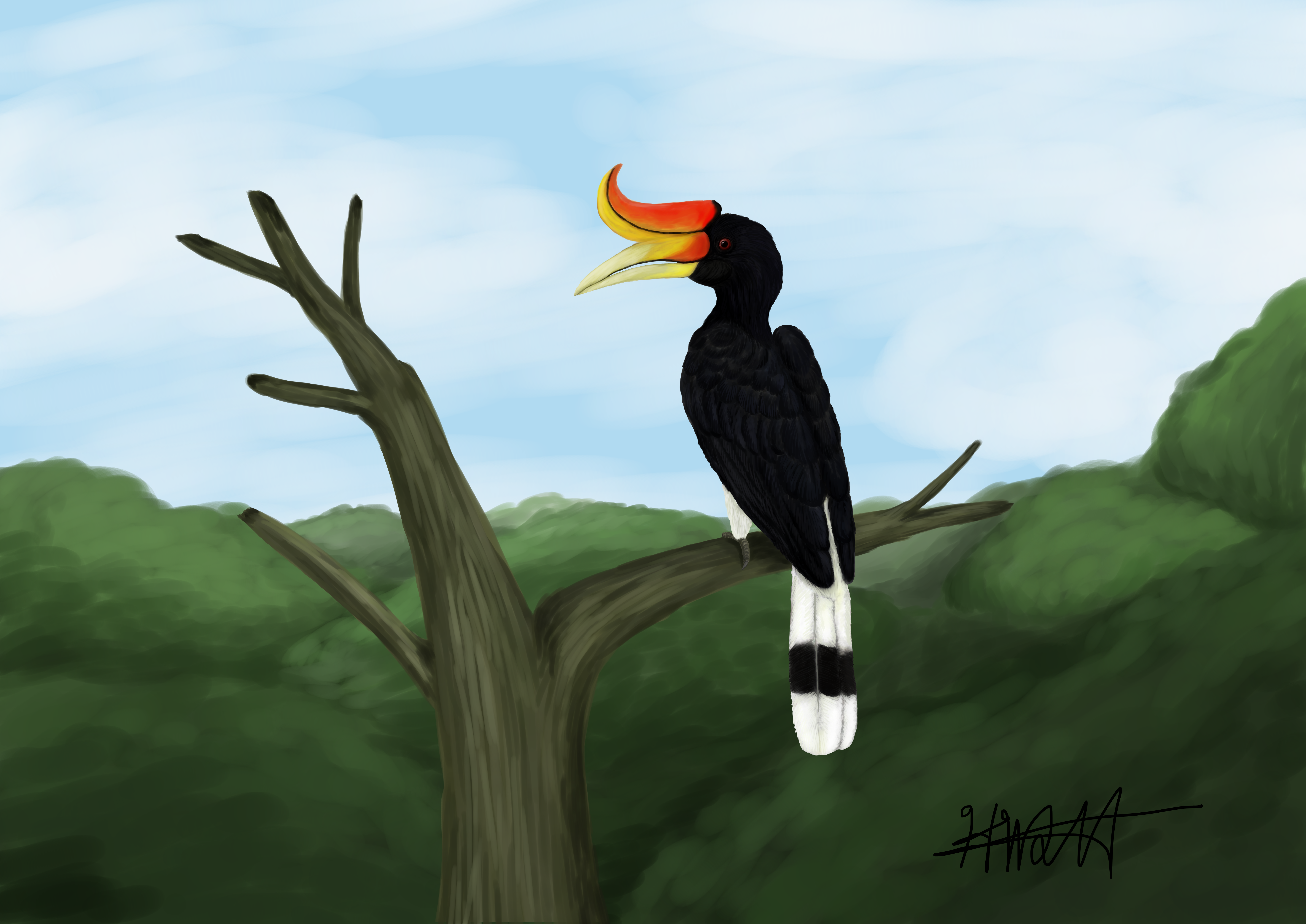 Rhinoceros Hornbill Wallpapers