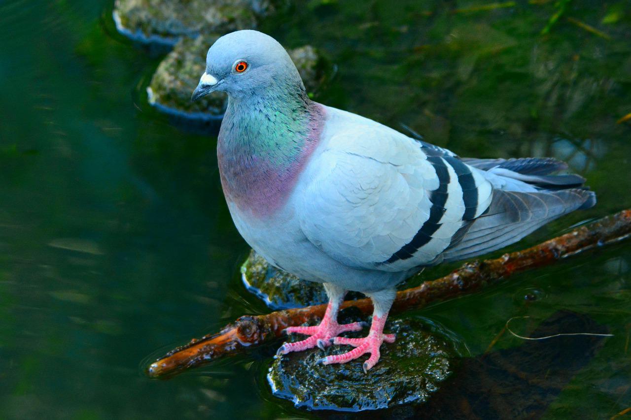 Rock Dove Wallpapers