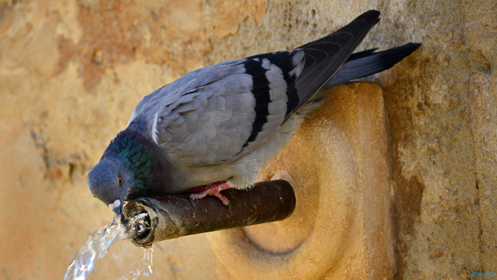 Rock Dove Wallpapers