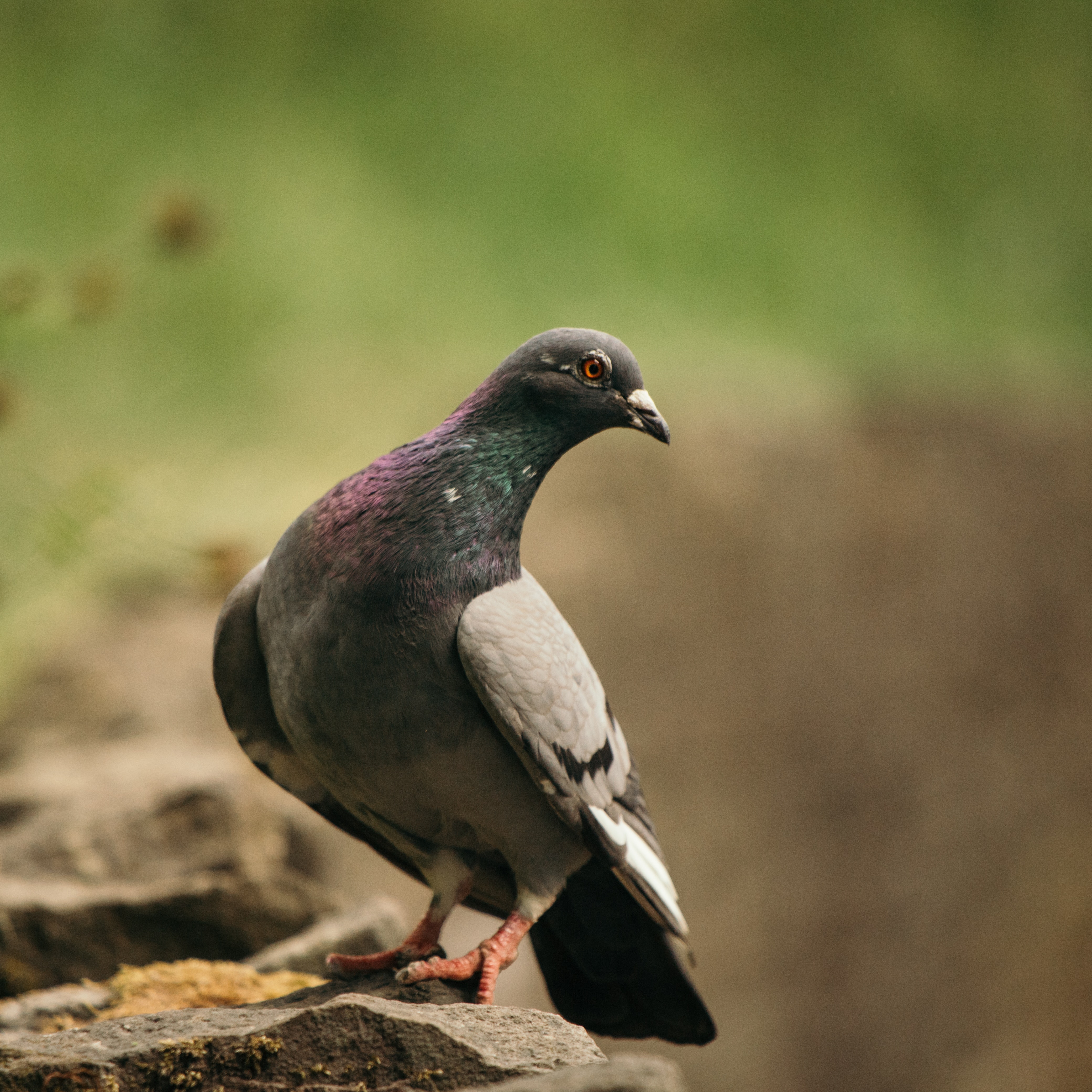 Rock Dove Wallpapers