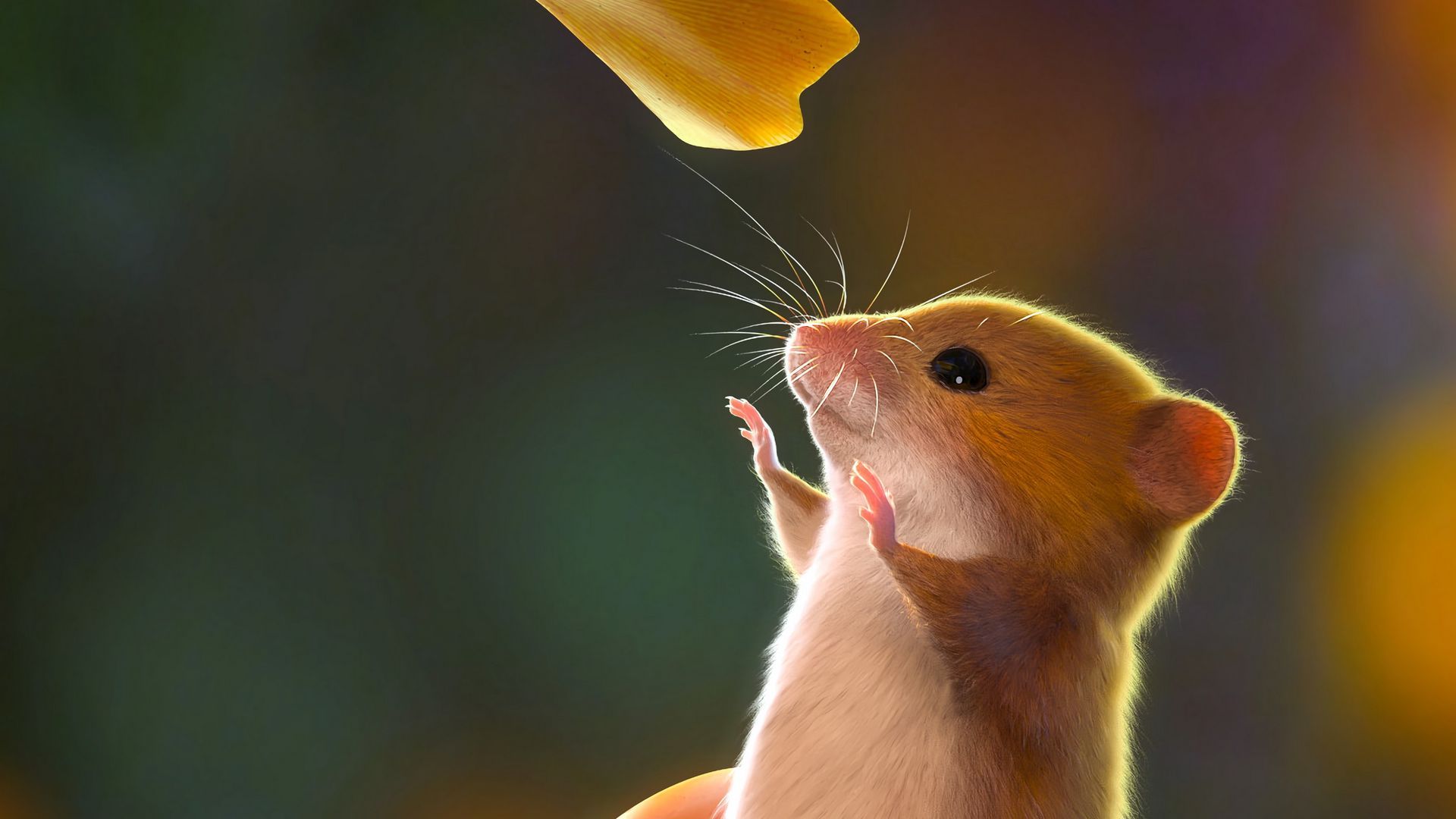 Rodent Wallpapers