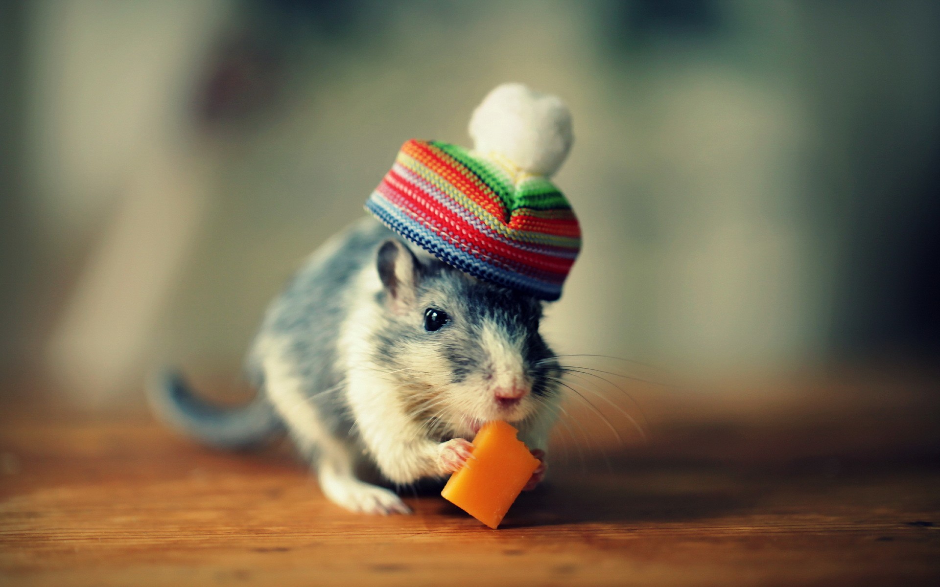 Rodent Wallpapers