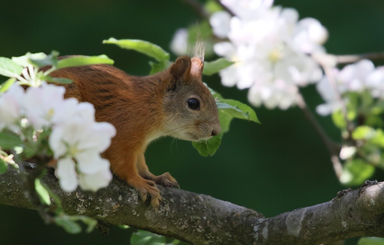 Rodent Wallpapers