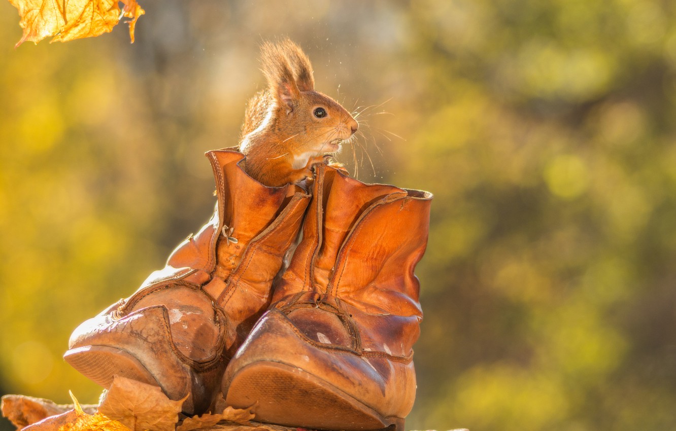 Rodent Wallpapers