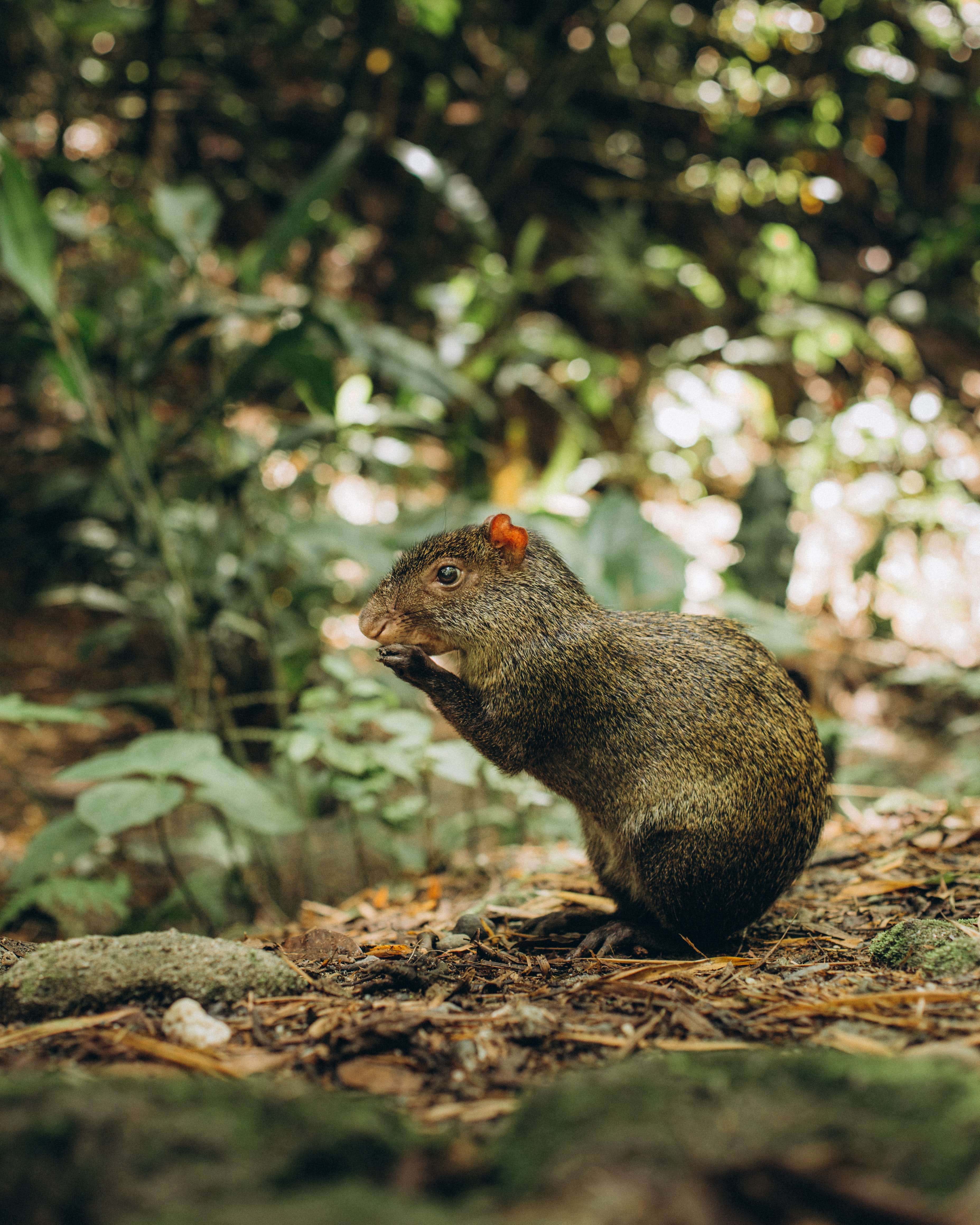 Rodent Wallpapers