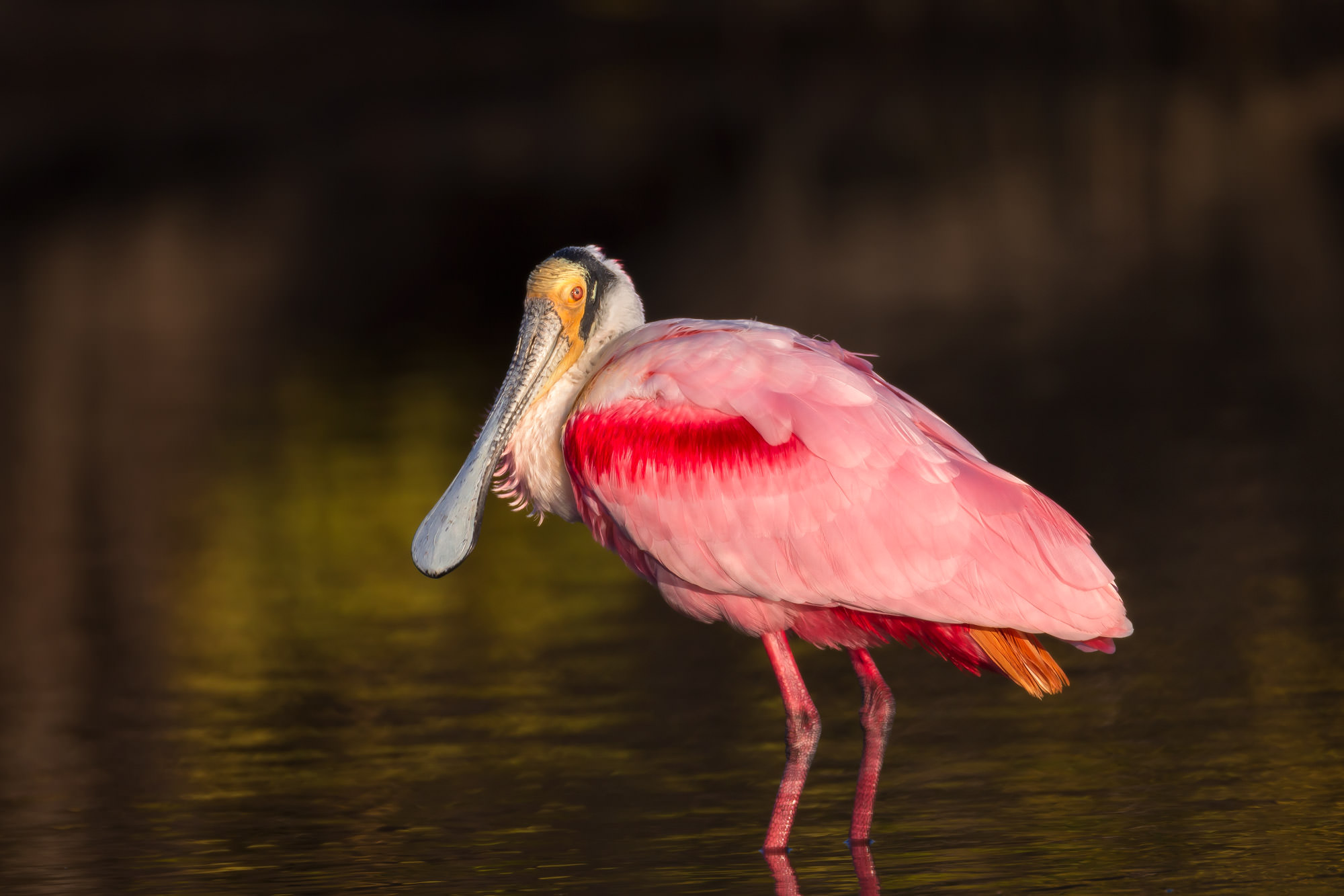 Roseate Spoonbill Wallpapers