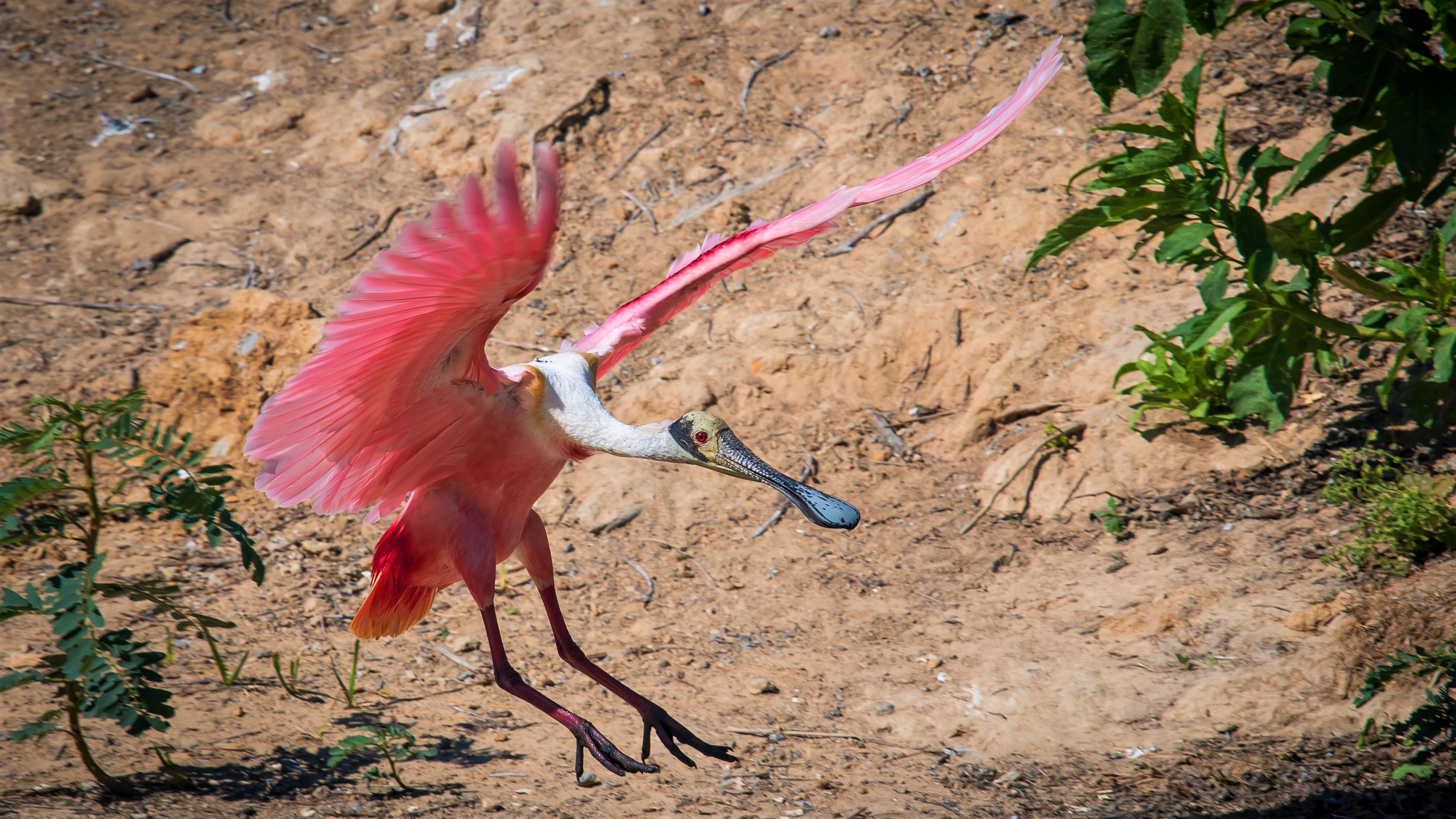 Roseate Spoonbill Wallpapers