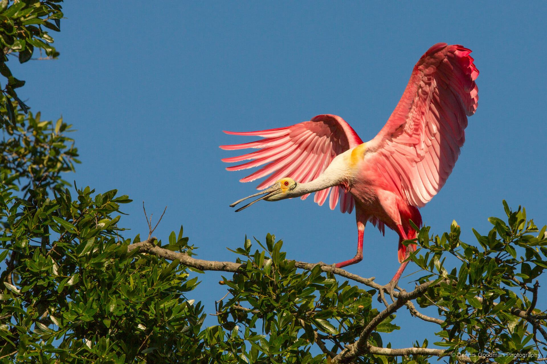 Roseate Spoonbill Wallpapers