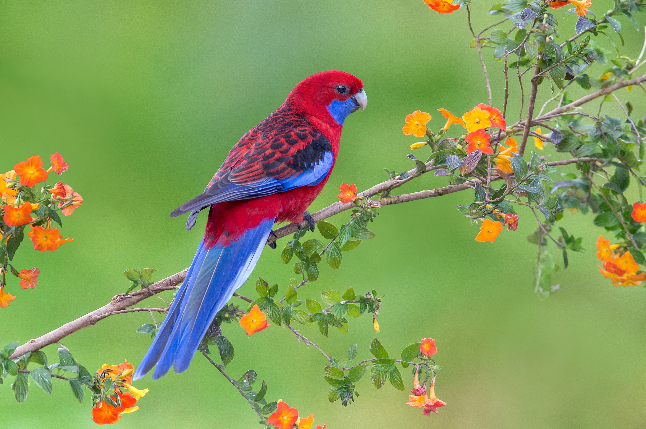 Rosella Wallpapers