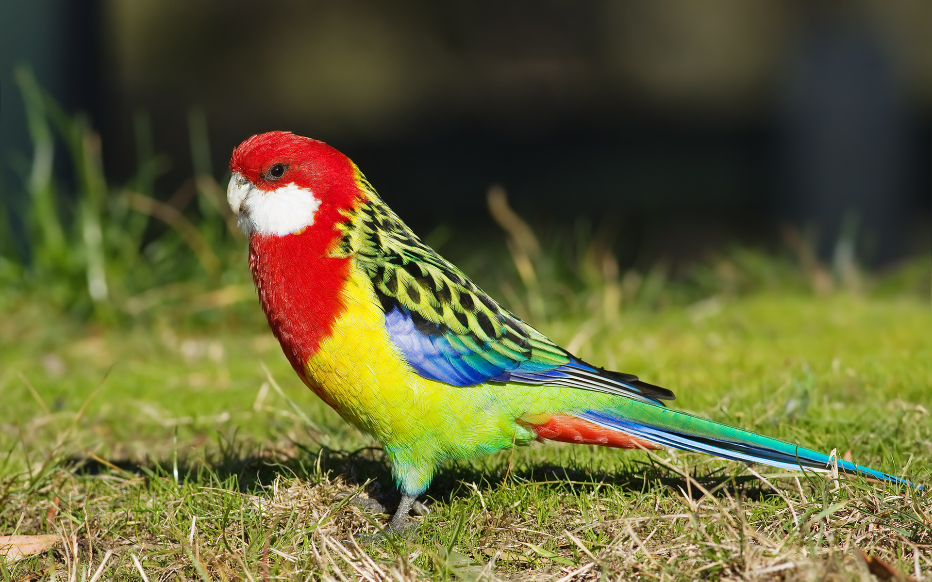 Rosella Wallpapers