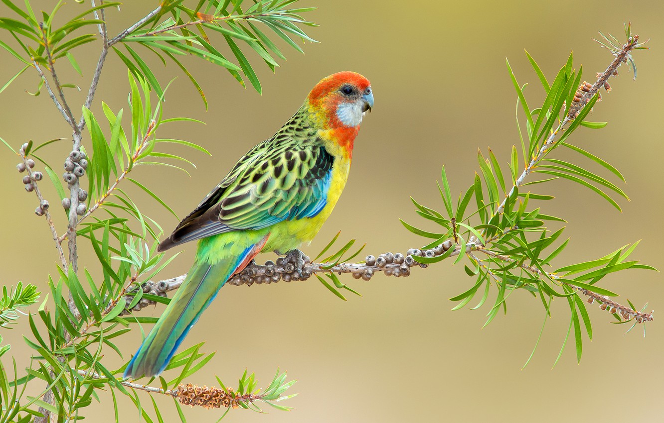 Rosella Wallpapers