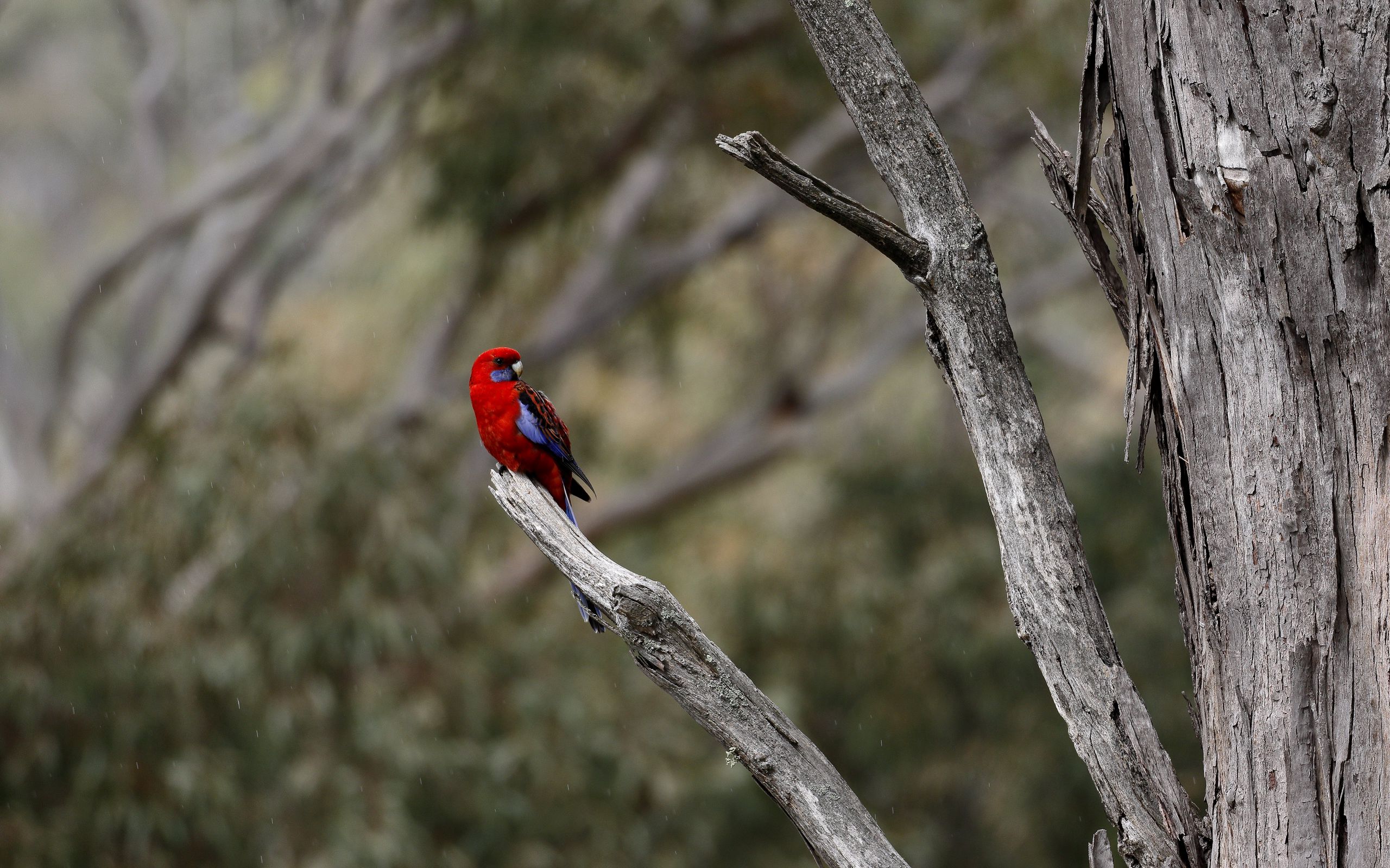 Rosella Wallpapers