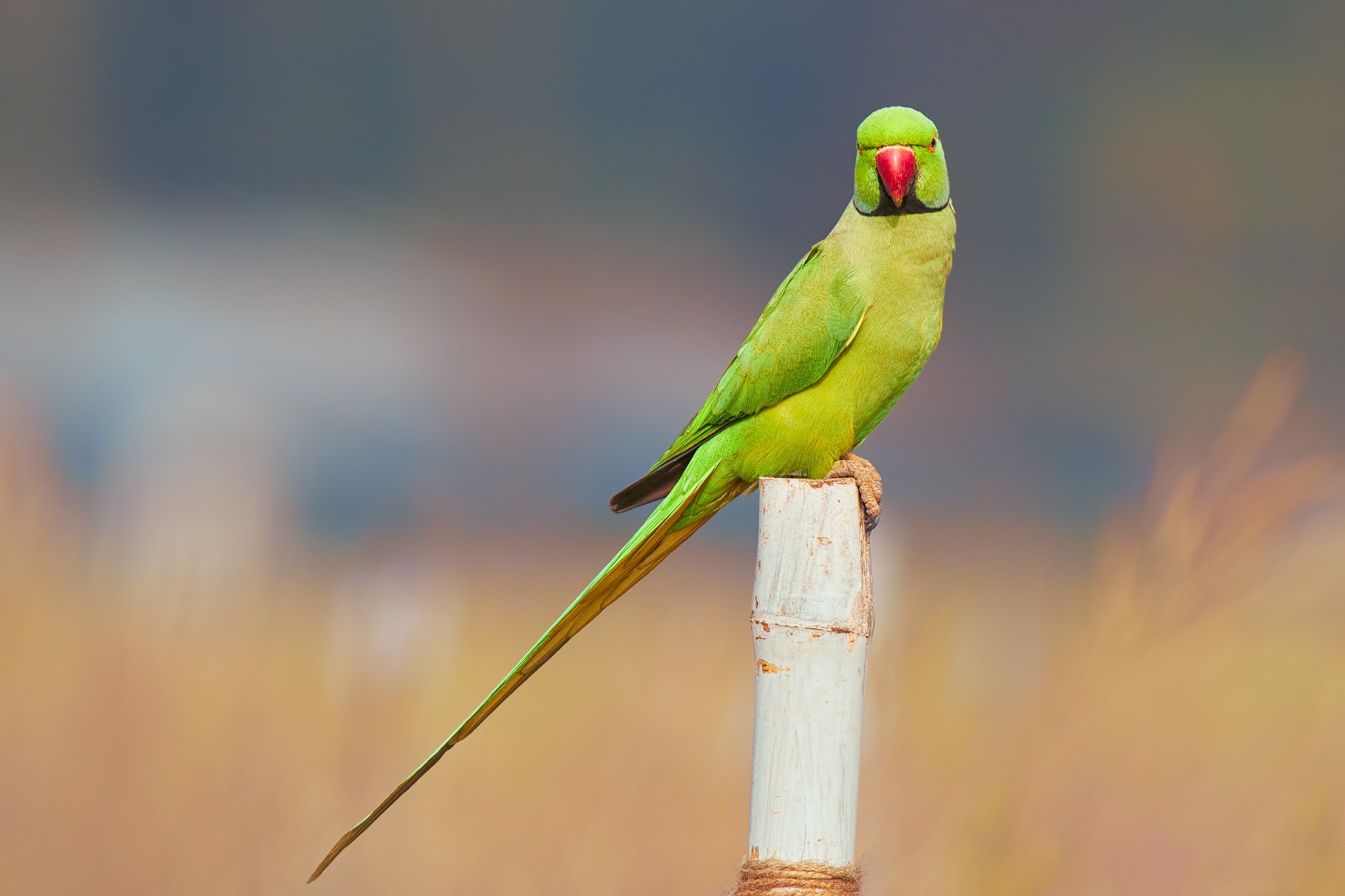 Rose-Ringed Parakeet Wallpapers