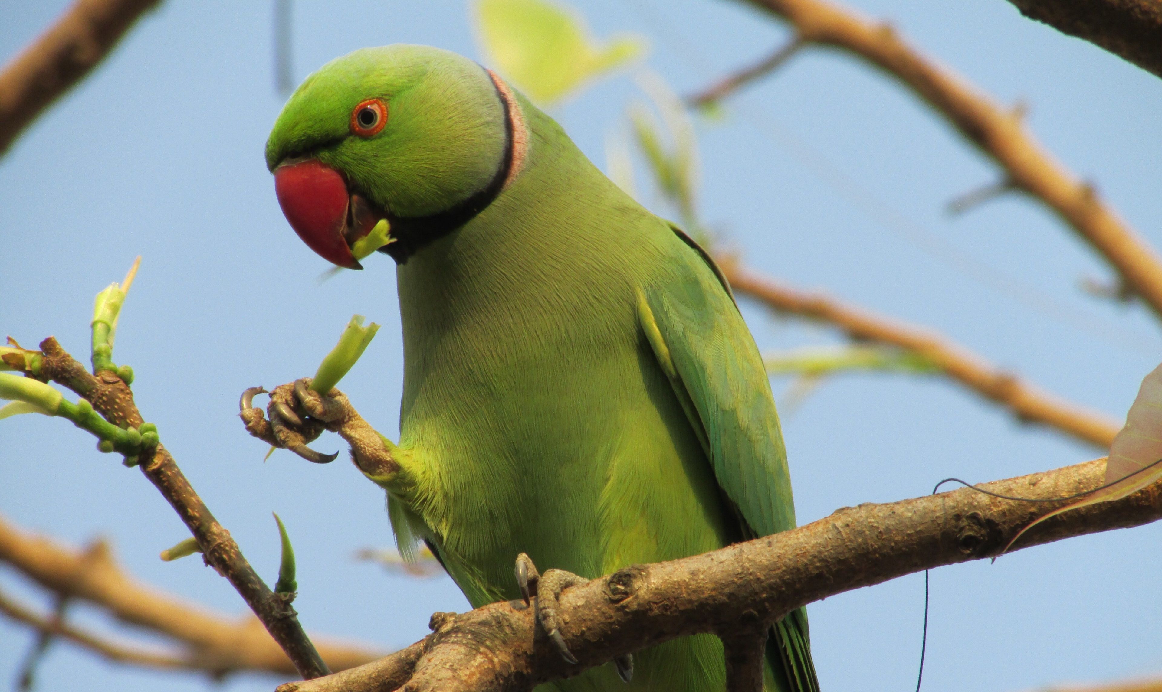 Rose-Ringed Parakeet Wallpapers