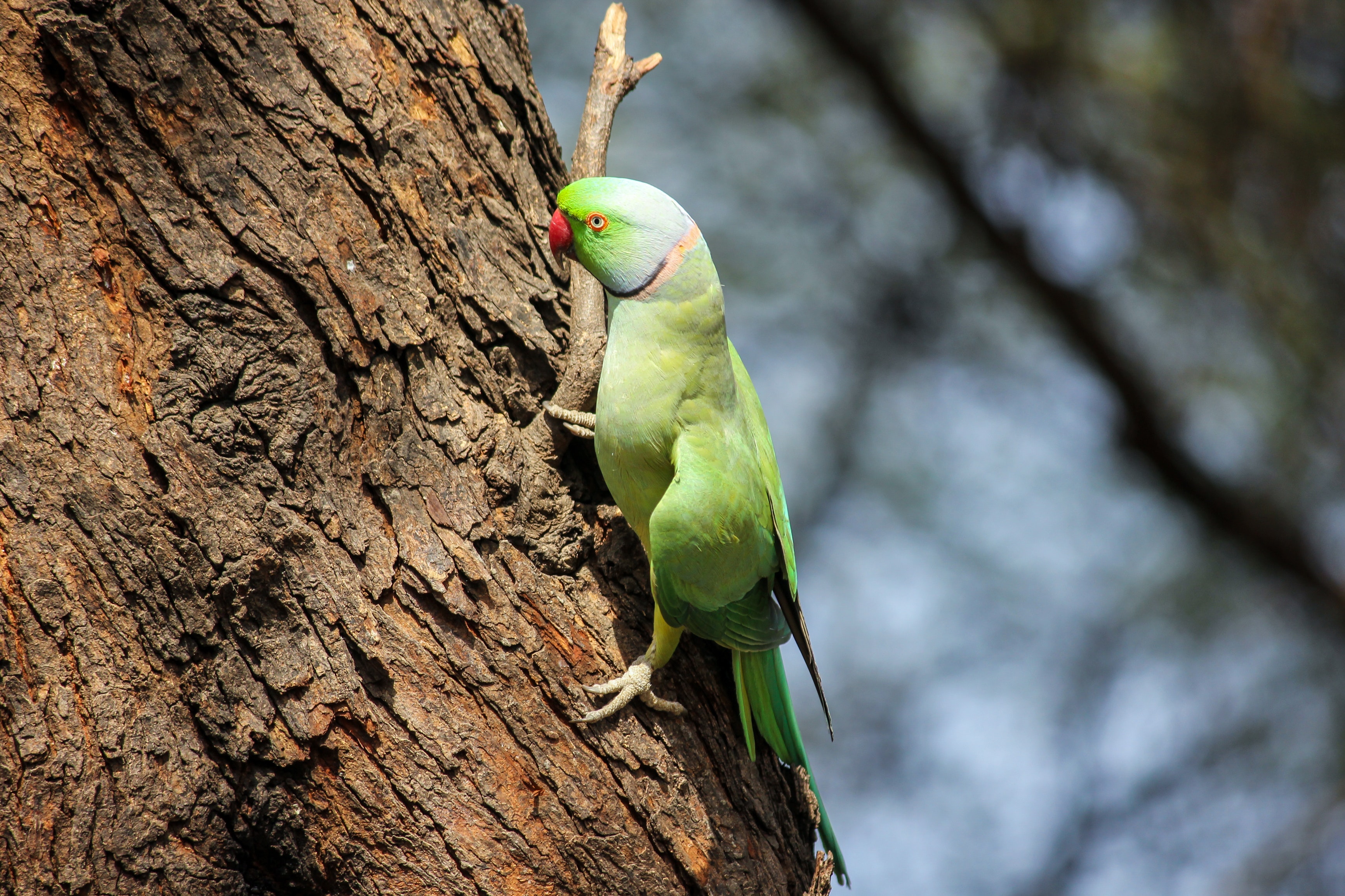 Rose-Ringed Parakeet Wallpapers