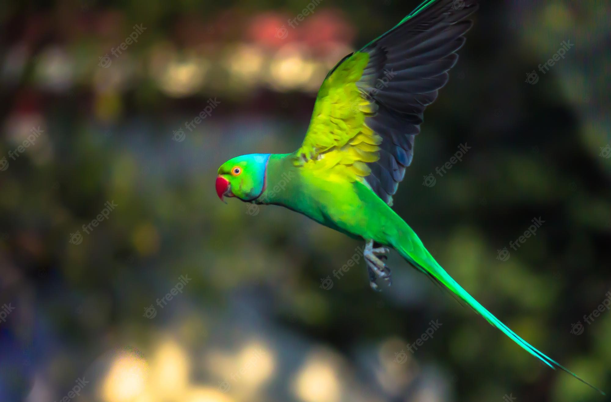 Rose-Ringed Parakeet Wallpapers