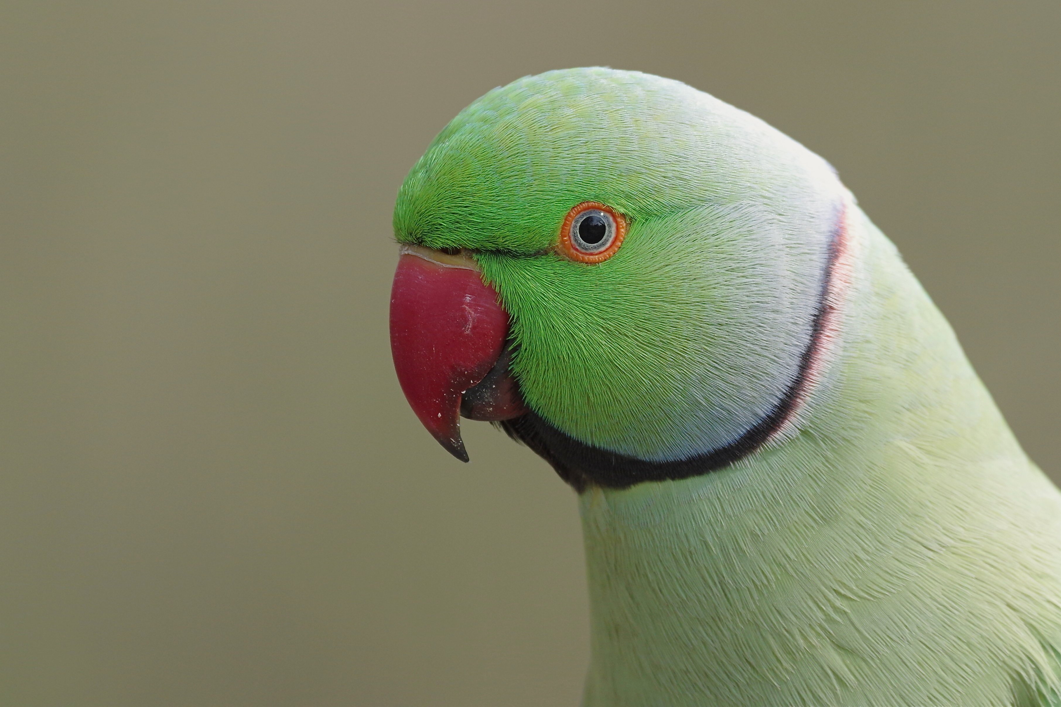 Rose-Ringed Parakeet Wallpapers