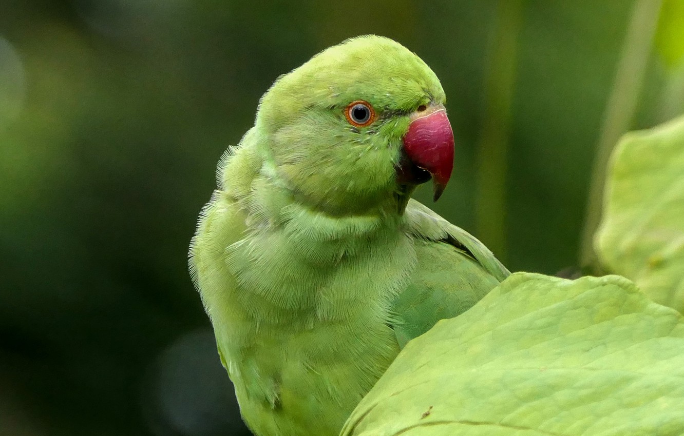 Rose-Ringed Parakeet Wallpapers