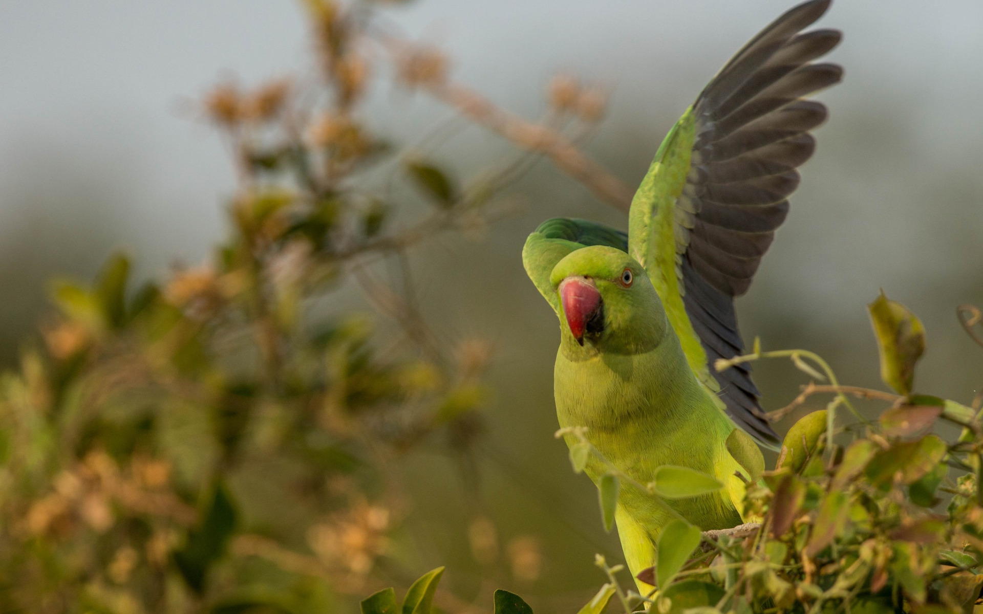 Rose-Ringed Parakeet Wallpapers