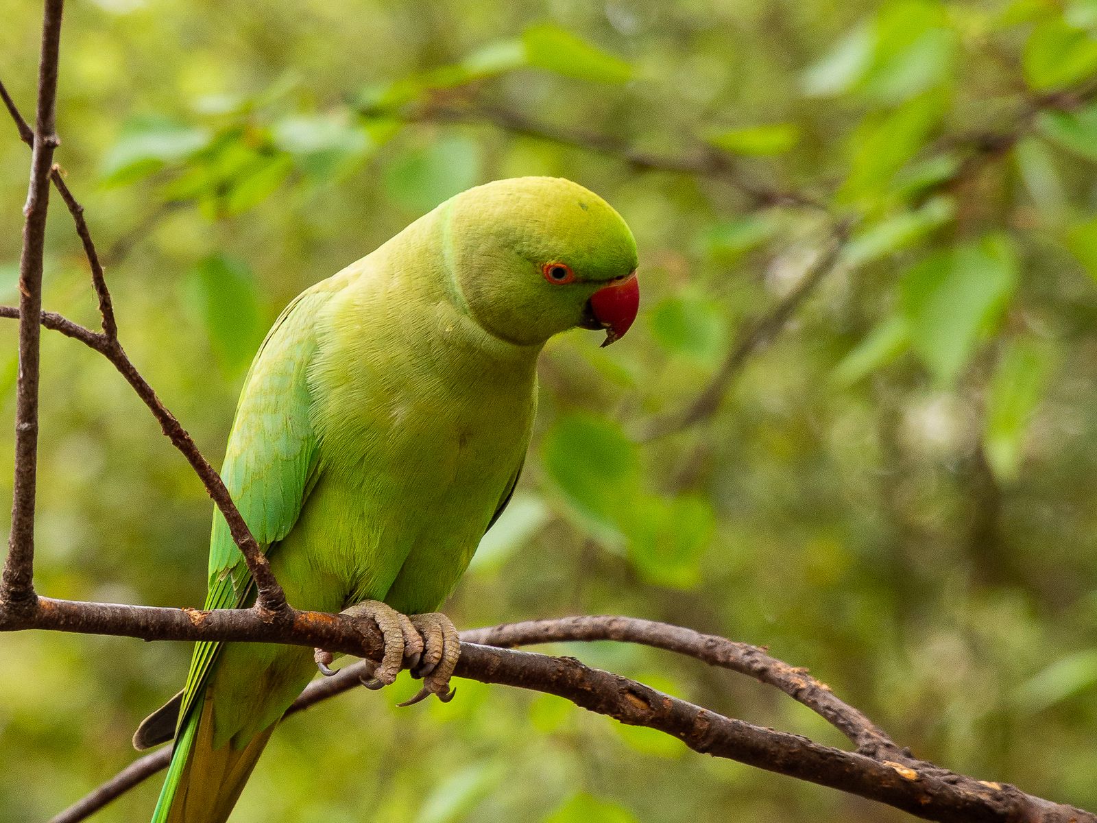 Rose-Ringed Parakeet Wallpapers