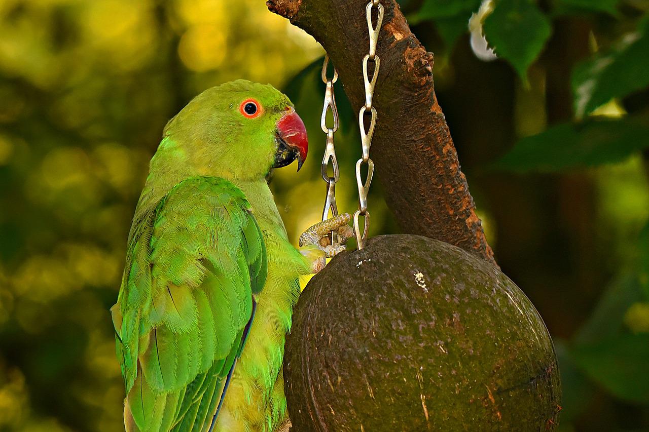 Rose-Ringed Parakeet Wallpapers