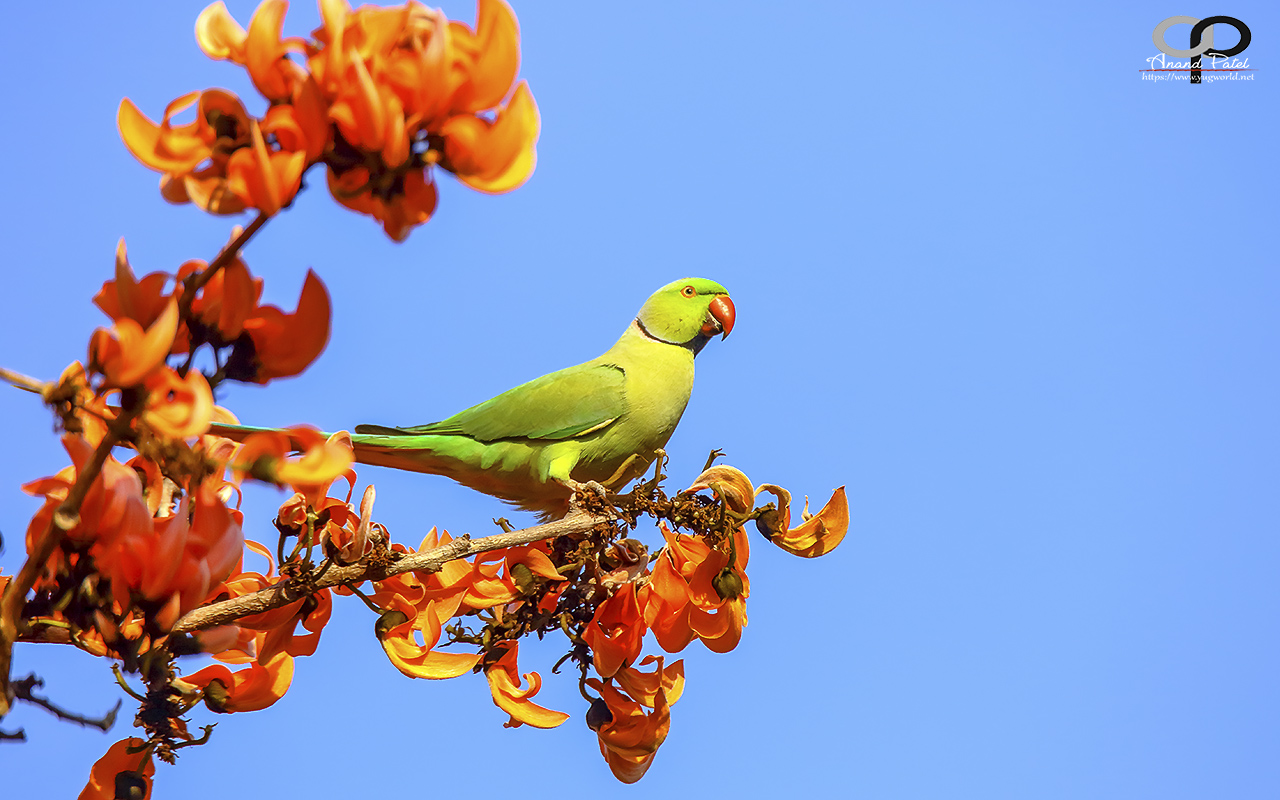 Rose-Ringed Parakeet Wallpapers