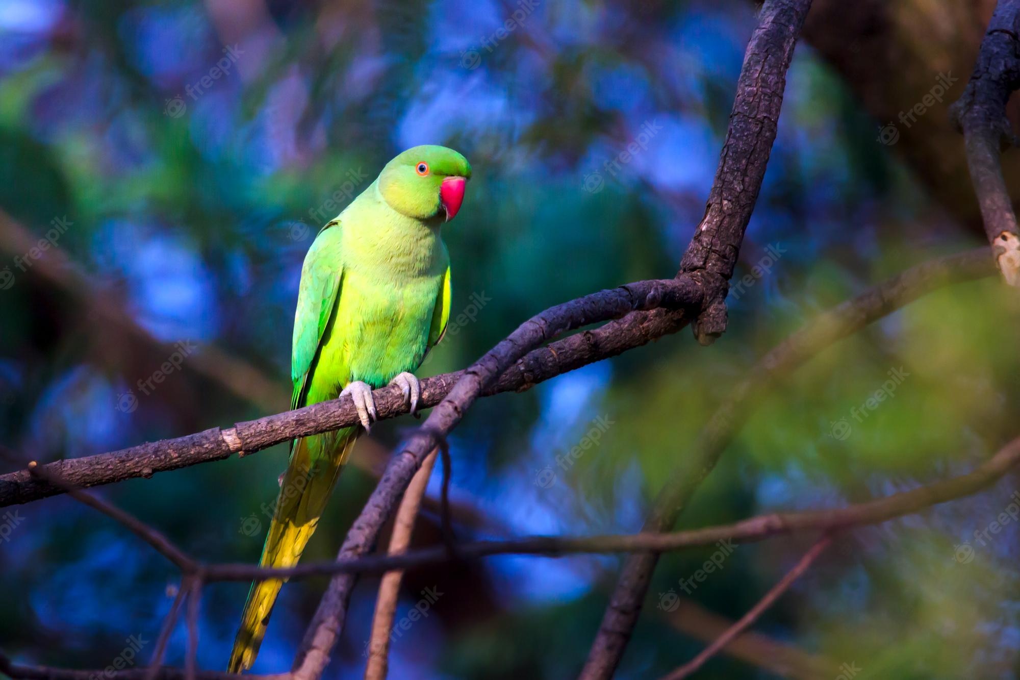 Rose-Ringed Parakeet Wallpapers