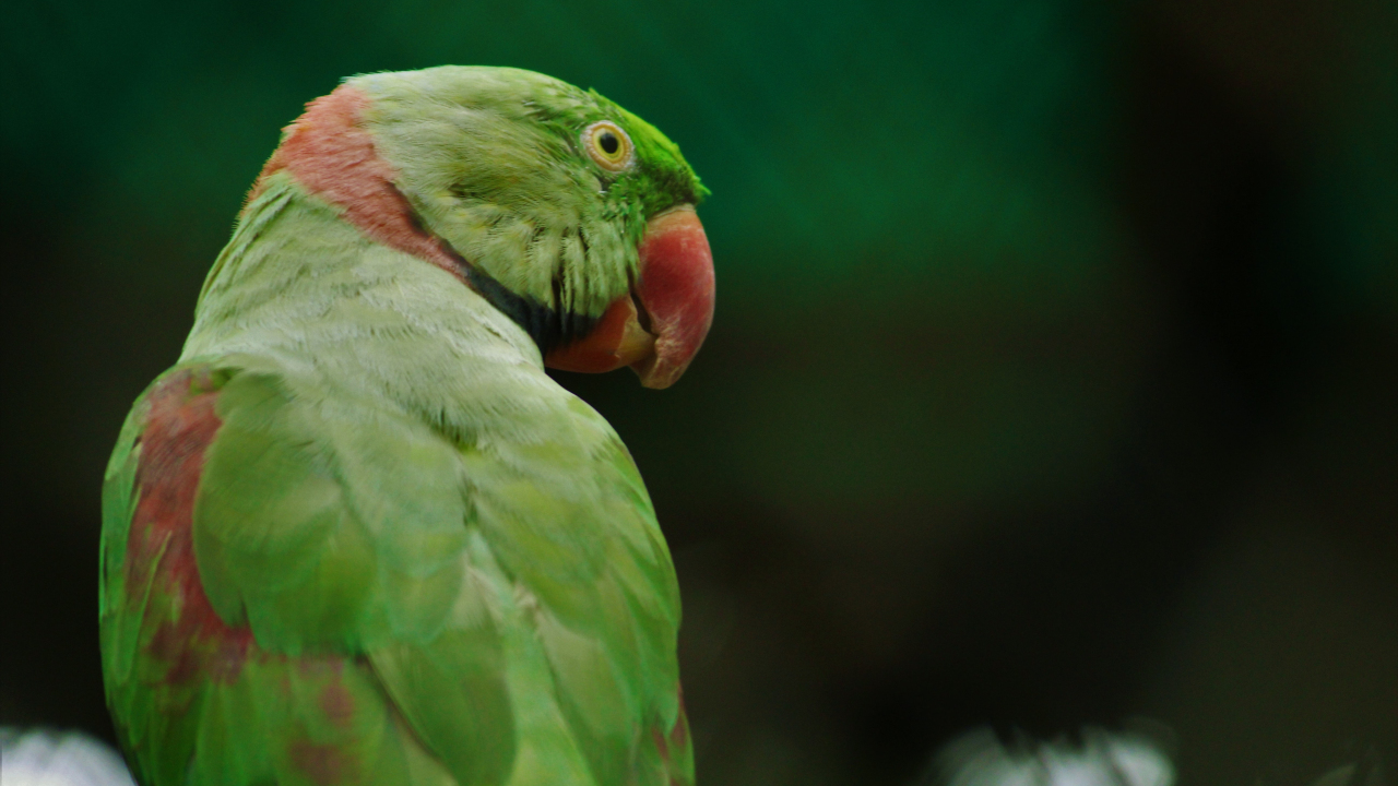 Rose-Ringed Parakeet Wallpapers