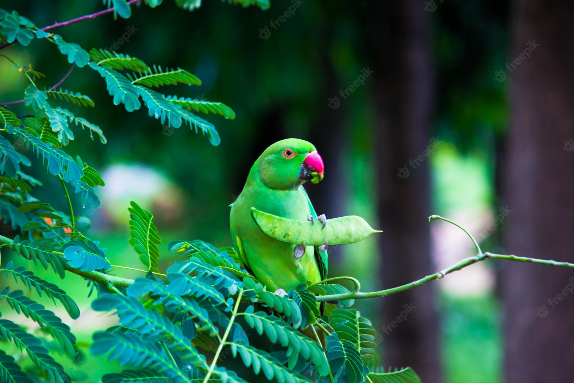 Rose-Ringed Parakeet Wallpapers