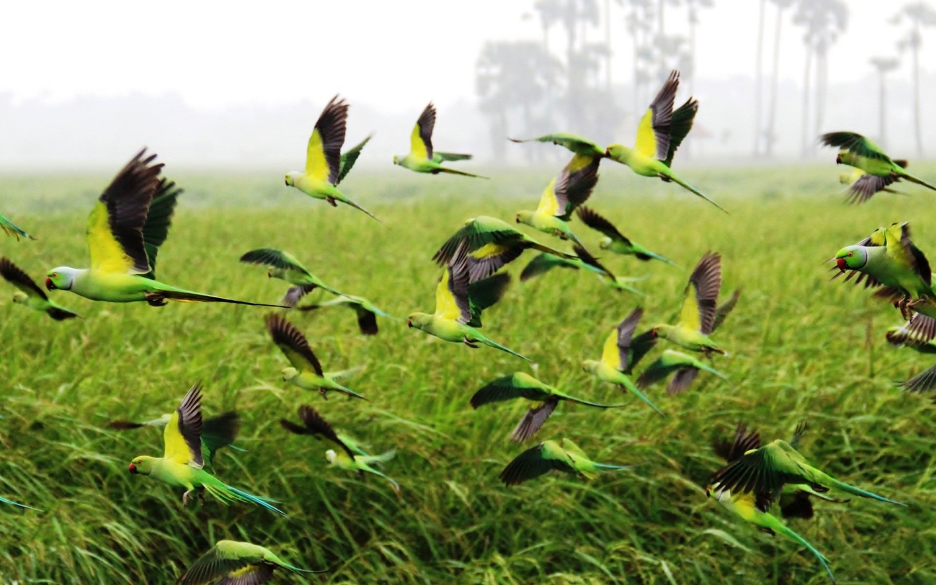 Rose-Ringed Parakeet Wallpapers