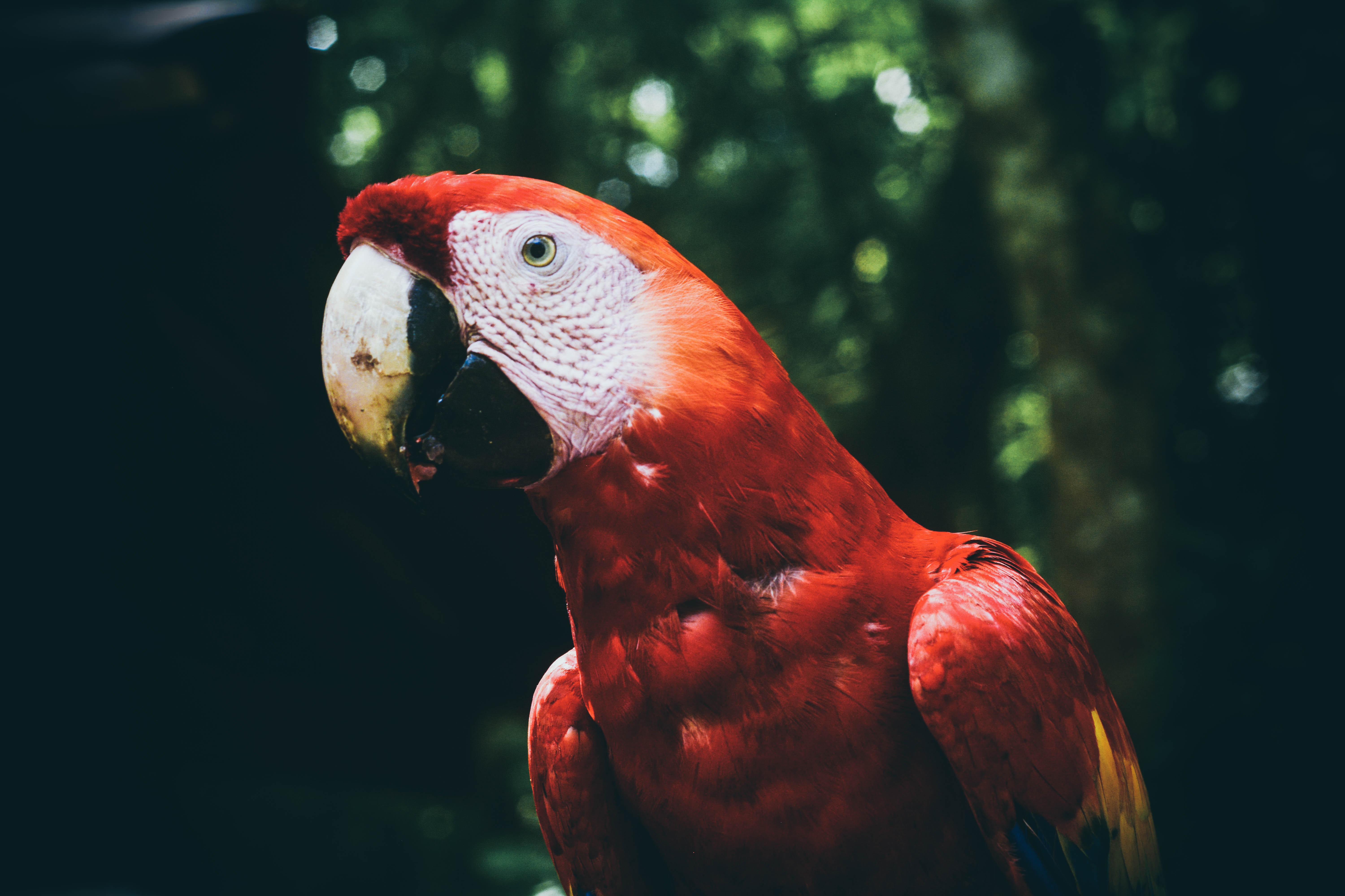 Rose-Ringed Parakeet Wallpapers