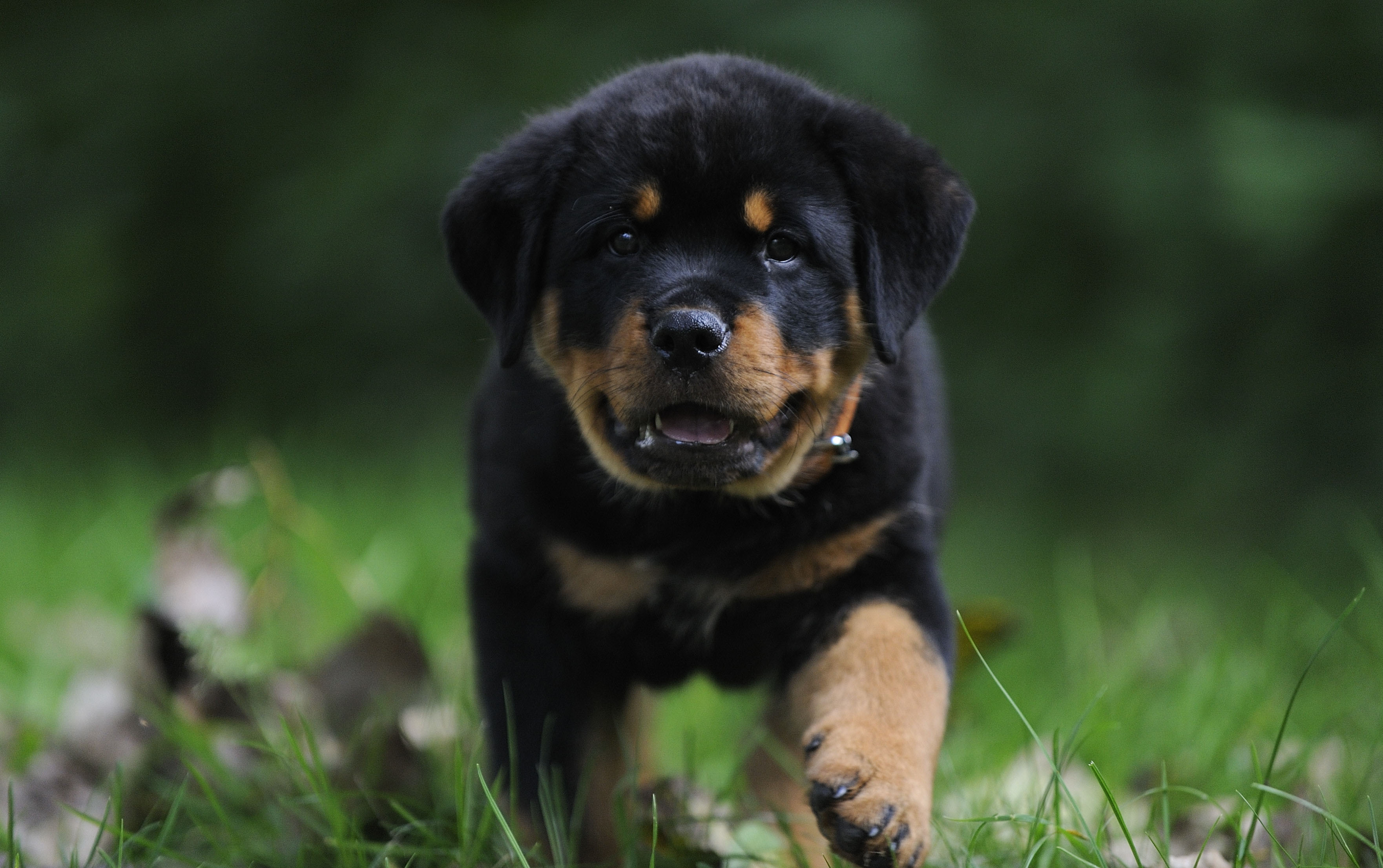 Rottweiler Wallpapers