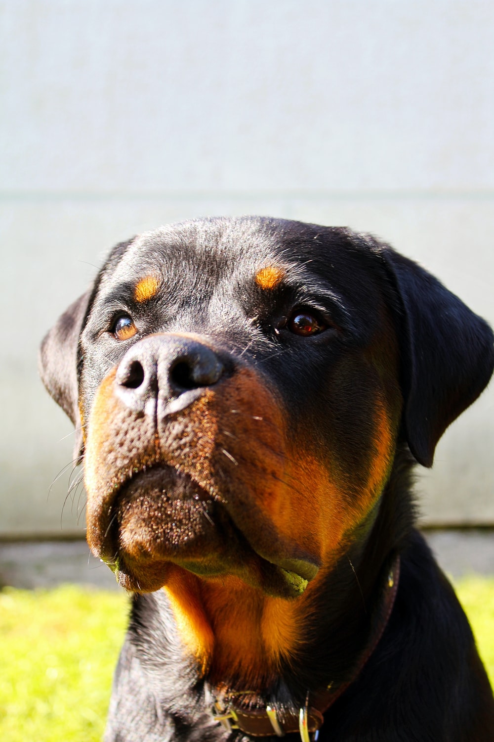 Rottweiler Wallpapers