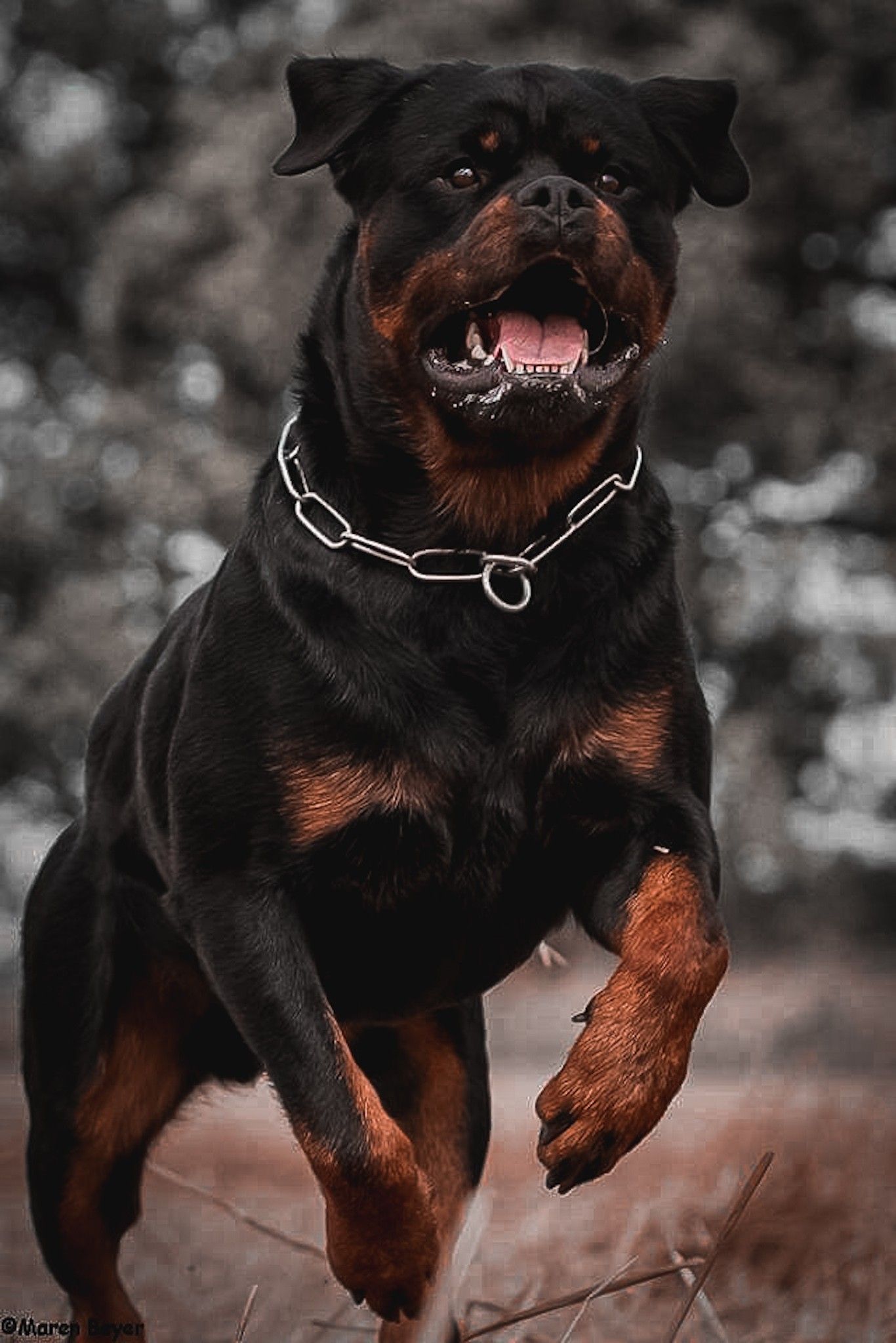 Rottweiler Wallpapers