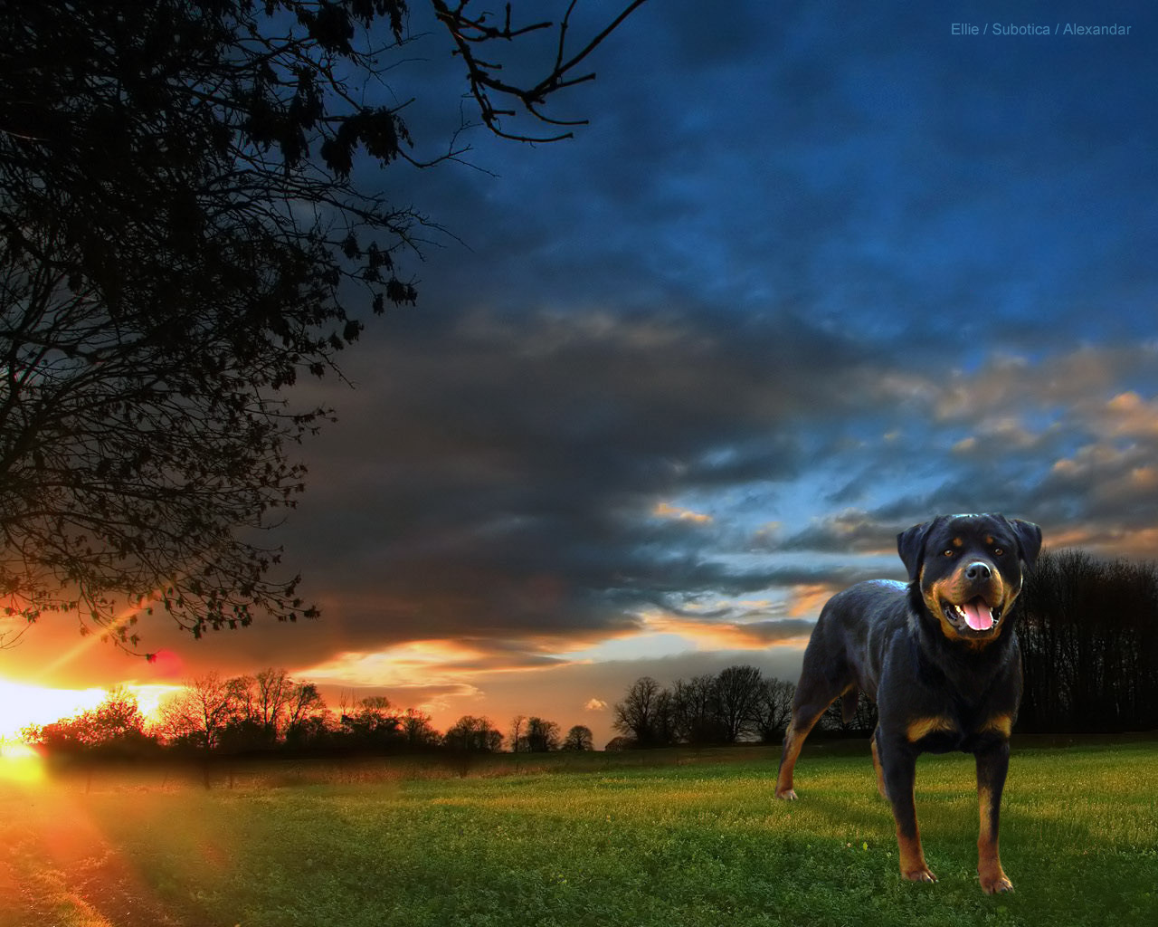 Rottweiler Wallpapers