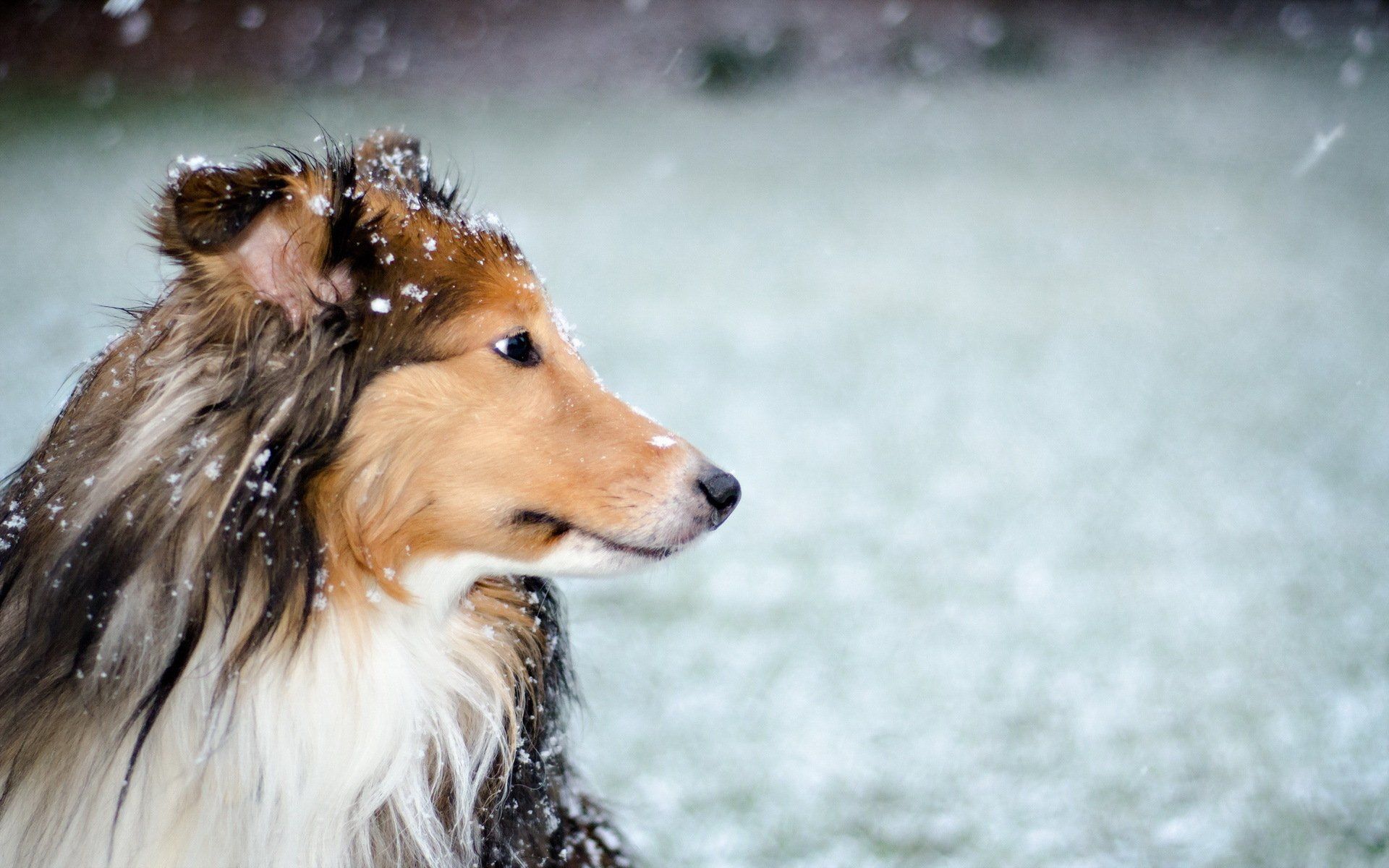 Rough Collie Wallpapers