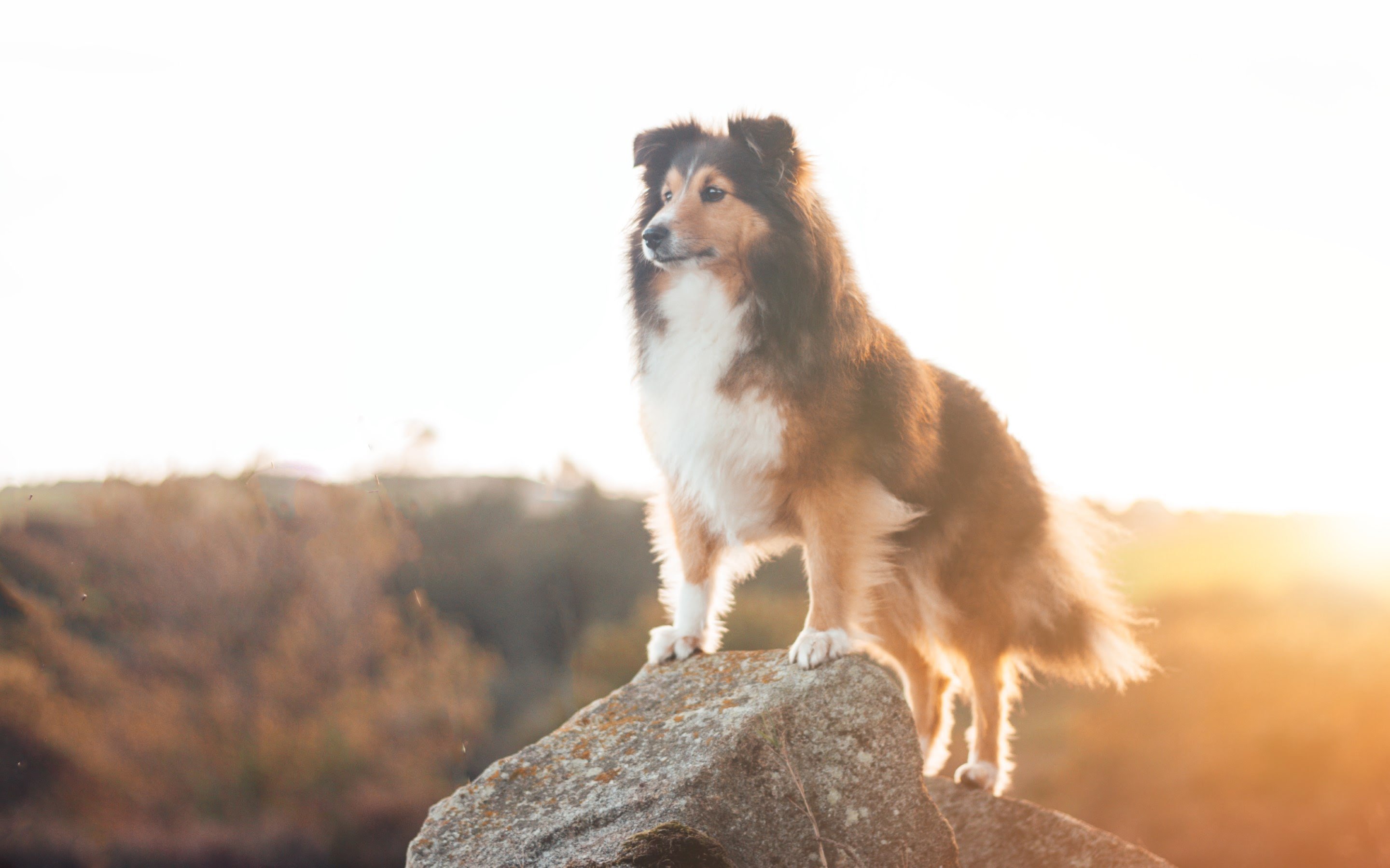 Rough Collie Wallpapers