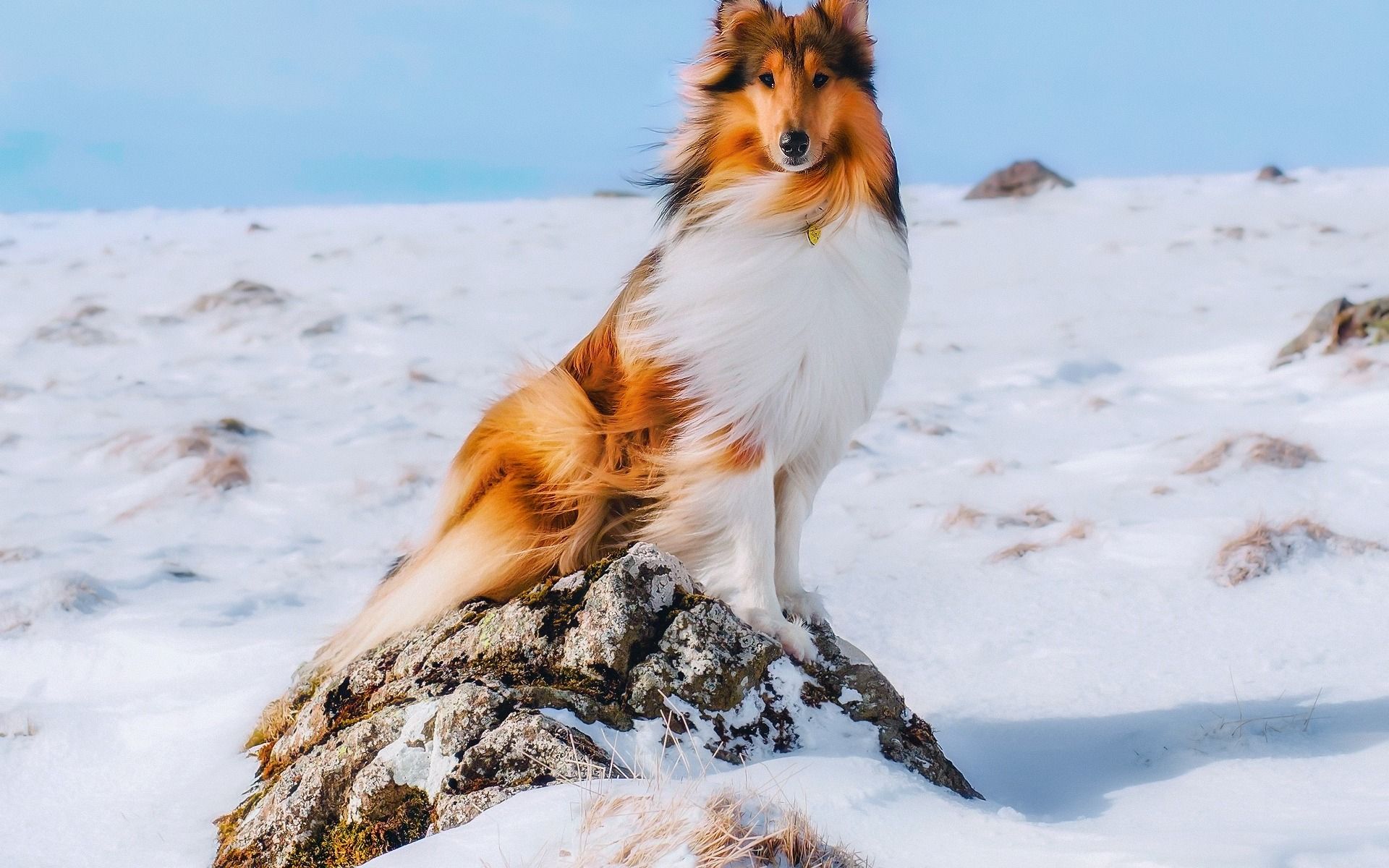 Rough Collie Wallpapers