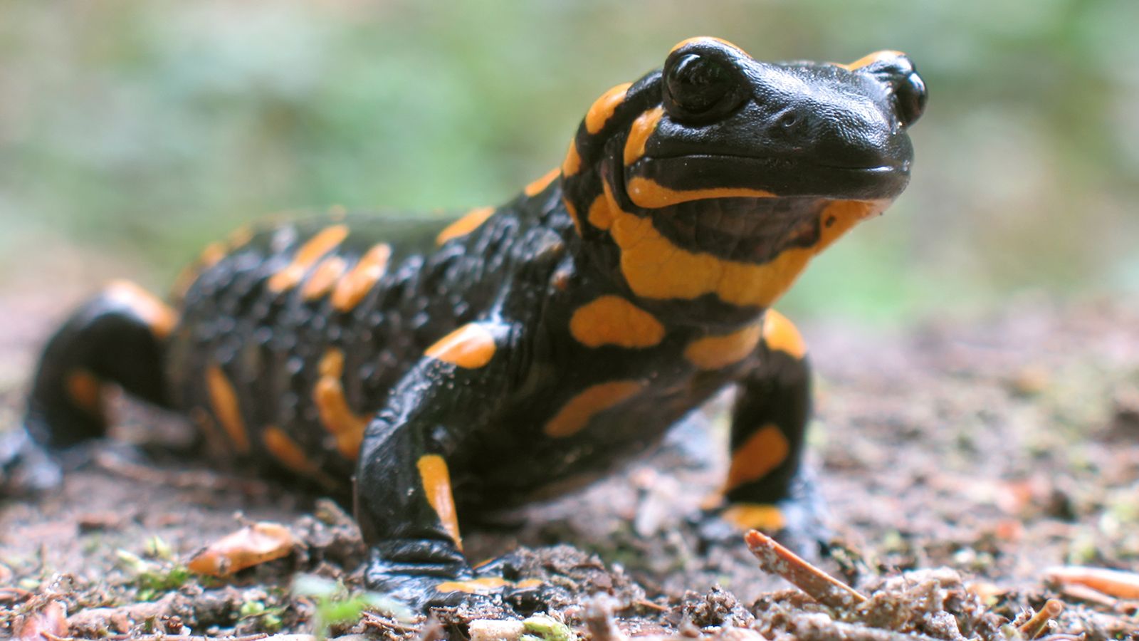 Salamander Wallpapers