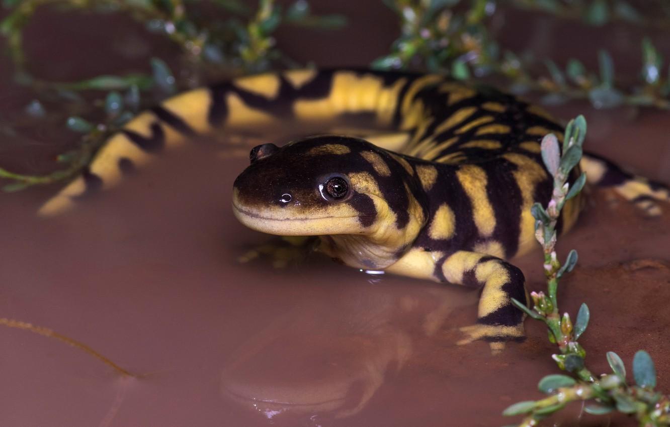 Salamander Wallpapers