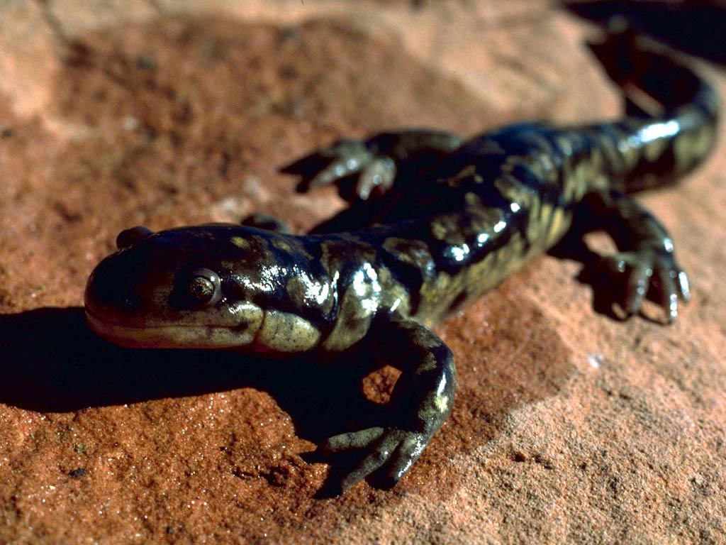 Salamander Wallpapers