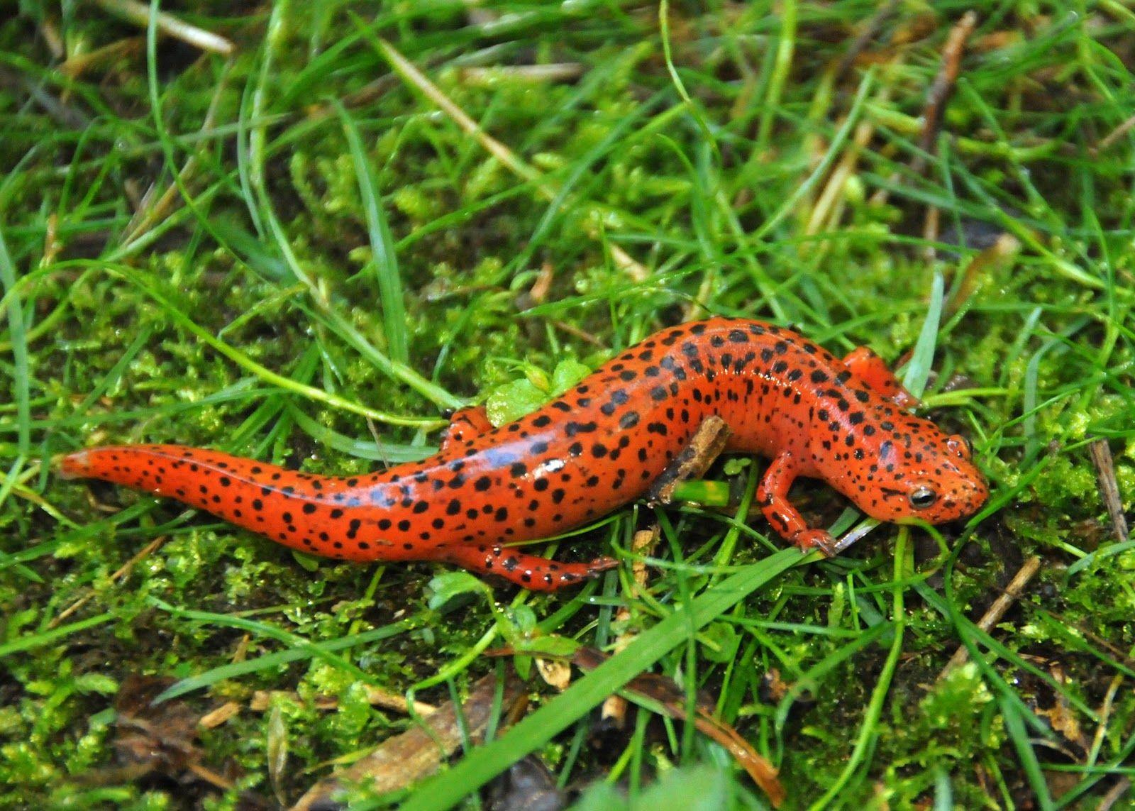 Salamander Wallpapers