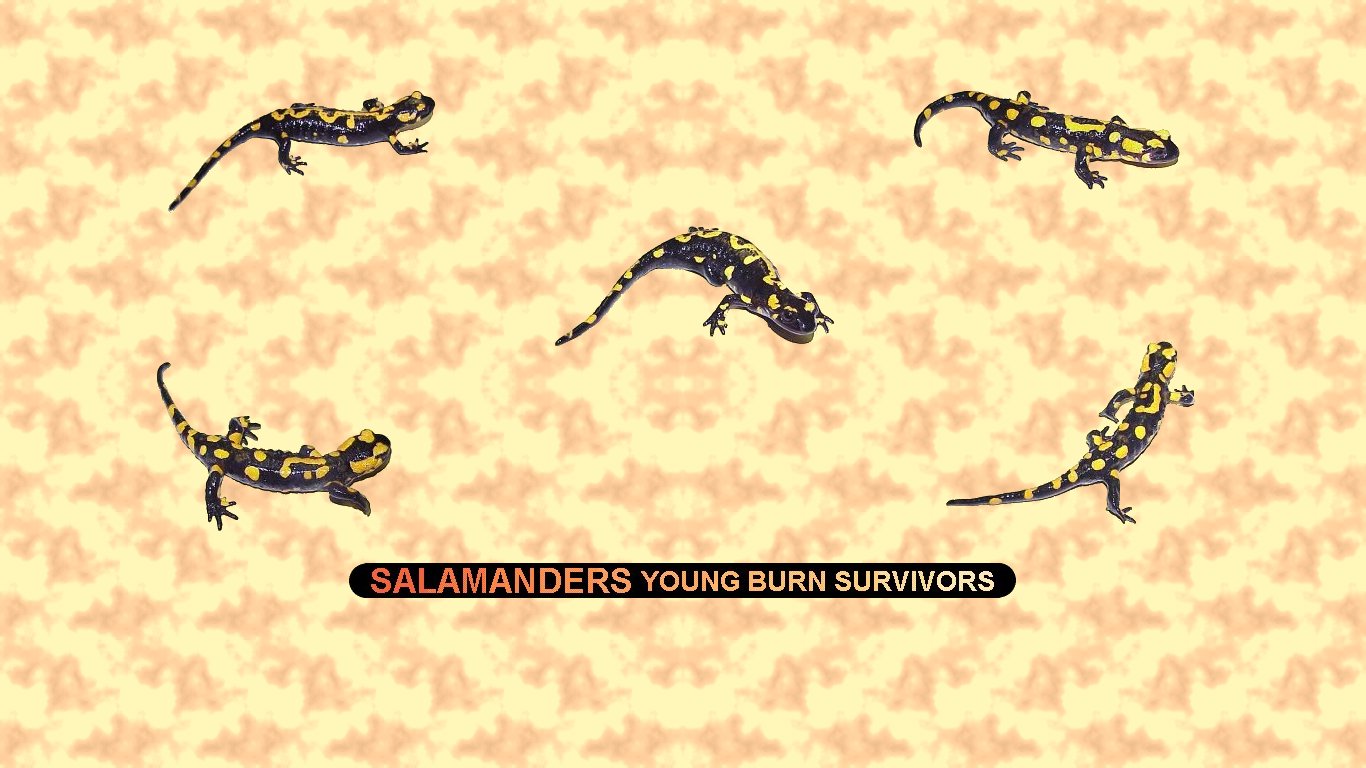 Salamanders Wallpapers