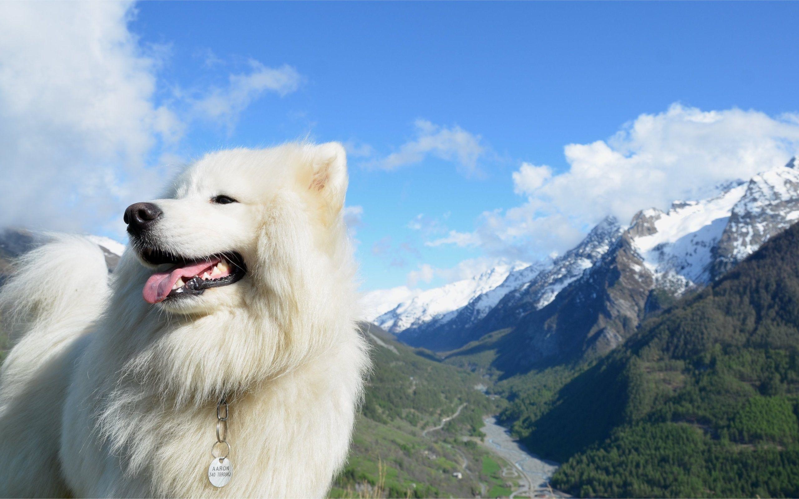 Samoyed Wallpapers