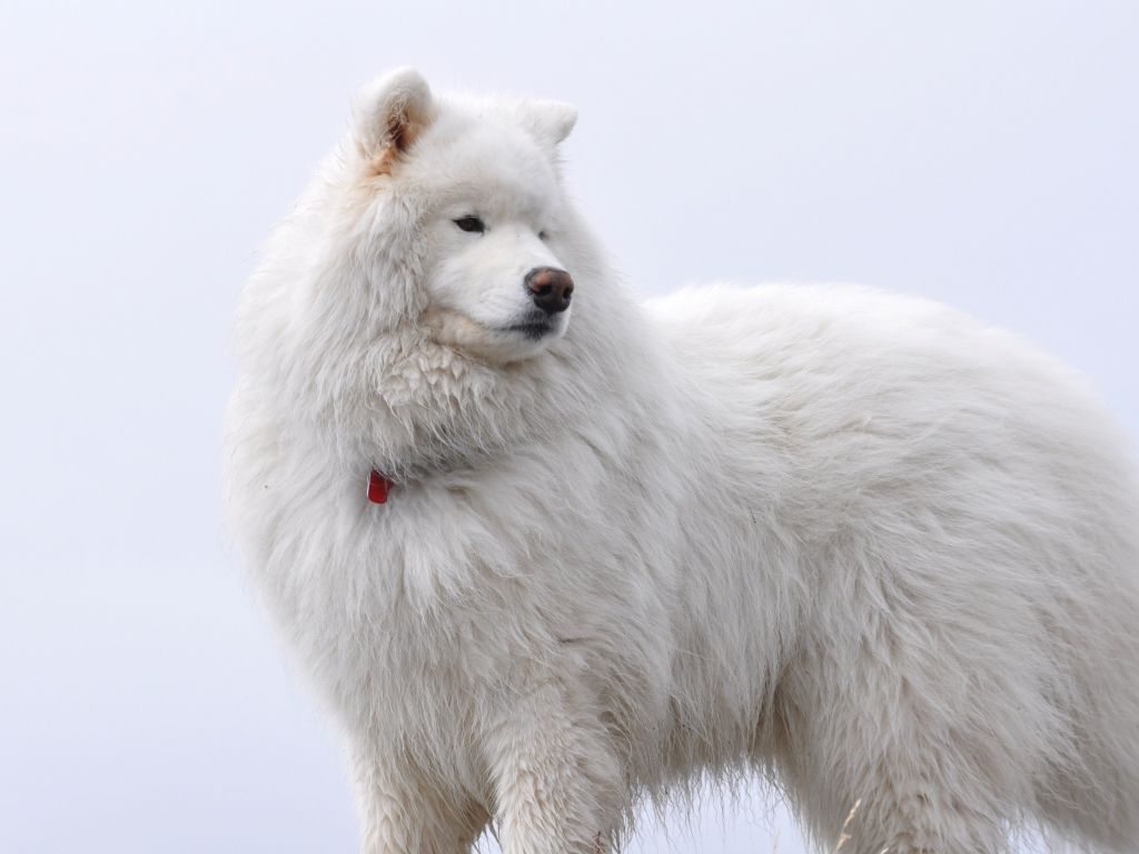 Samoyed Wallpapers