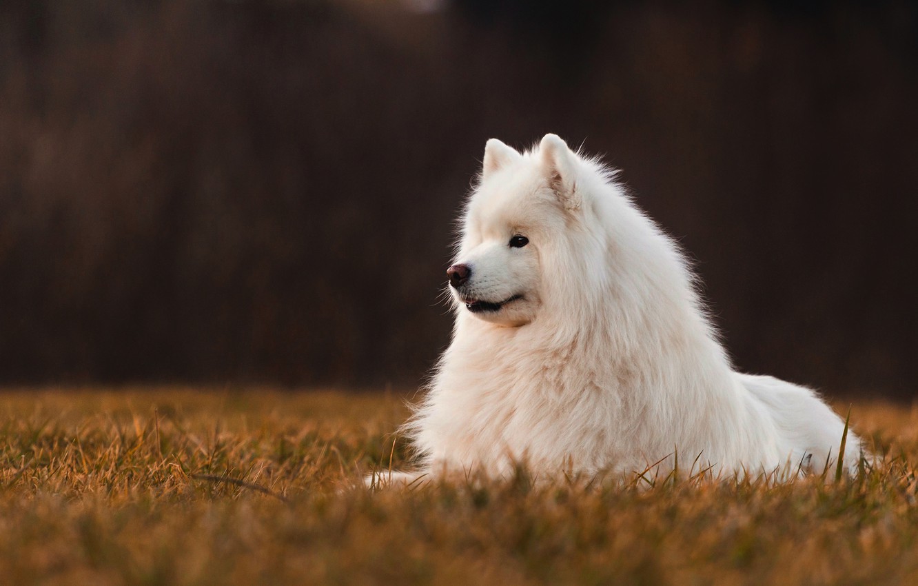 Samoyed Wallpapers