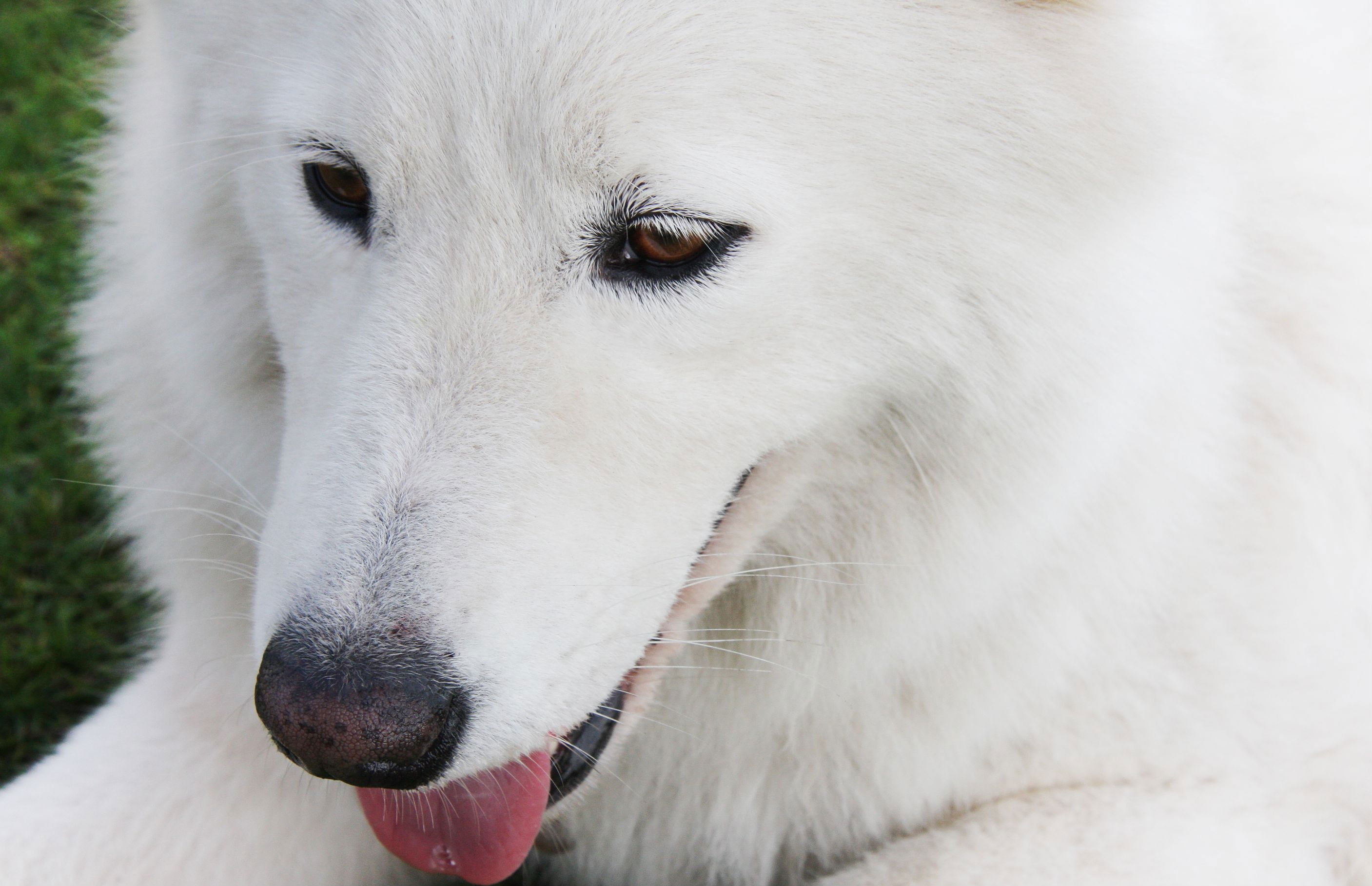 Samoyed Wallpapers