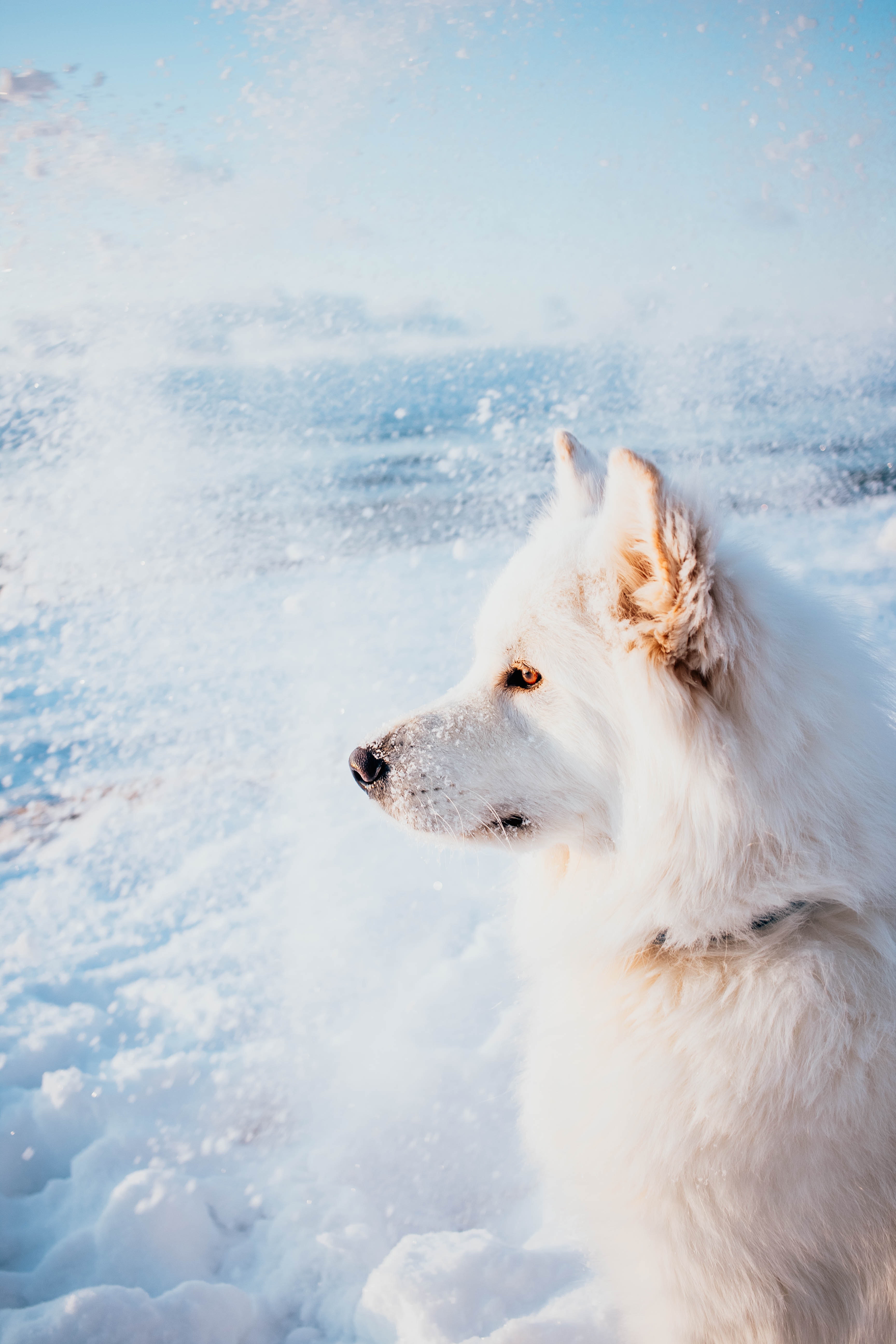 Samoyed Wallpapers