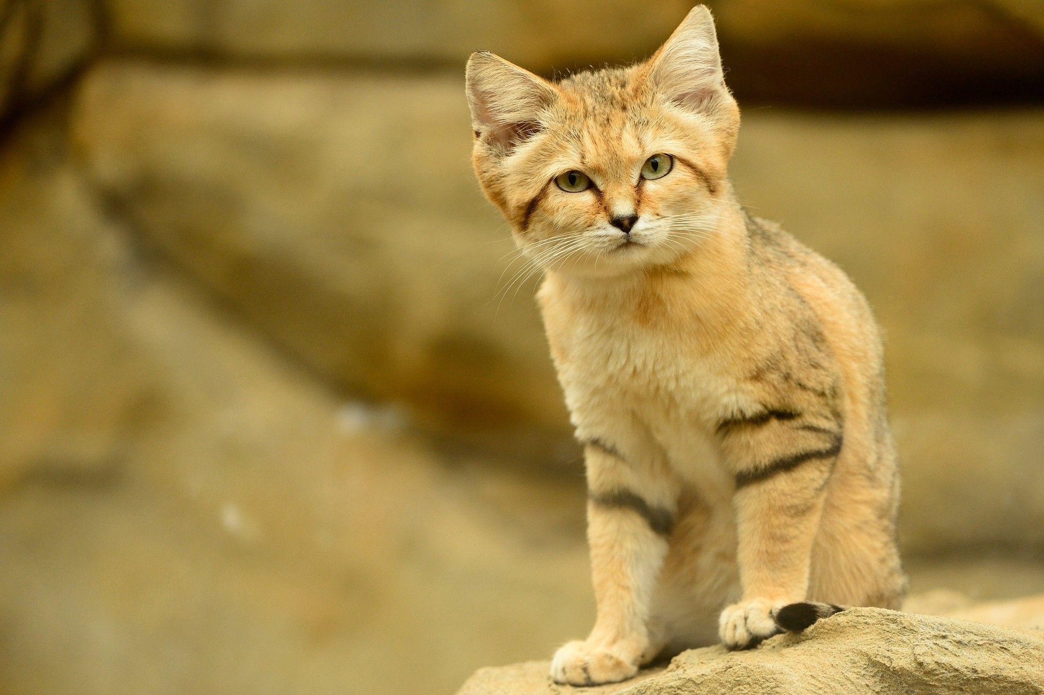 Sand Cat Wallpapers